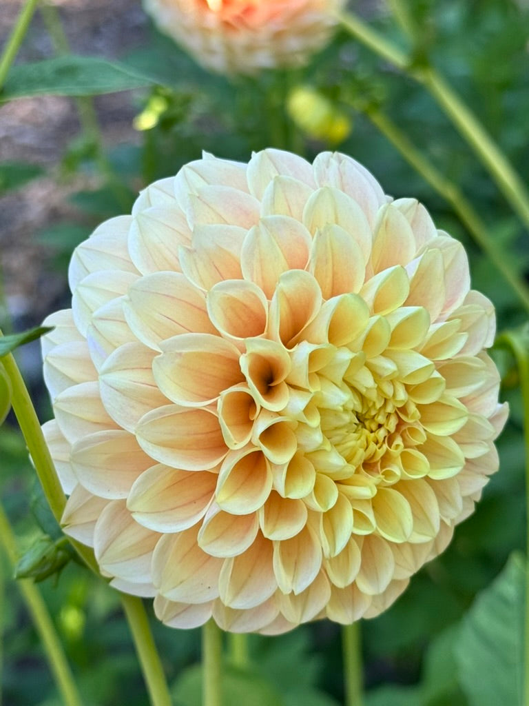 Dahlia - Ghislaine