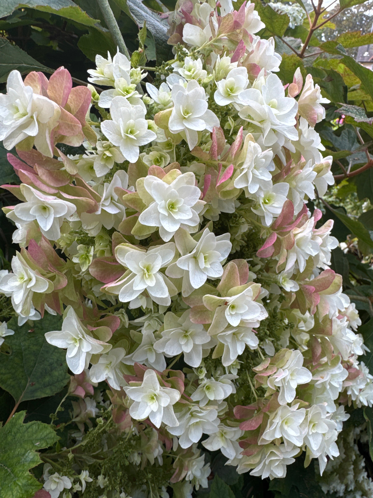 Hydrangea - Oak Leaf Double turning salmon