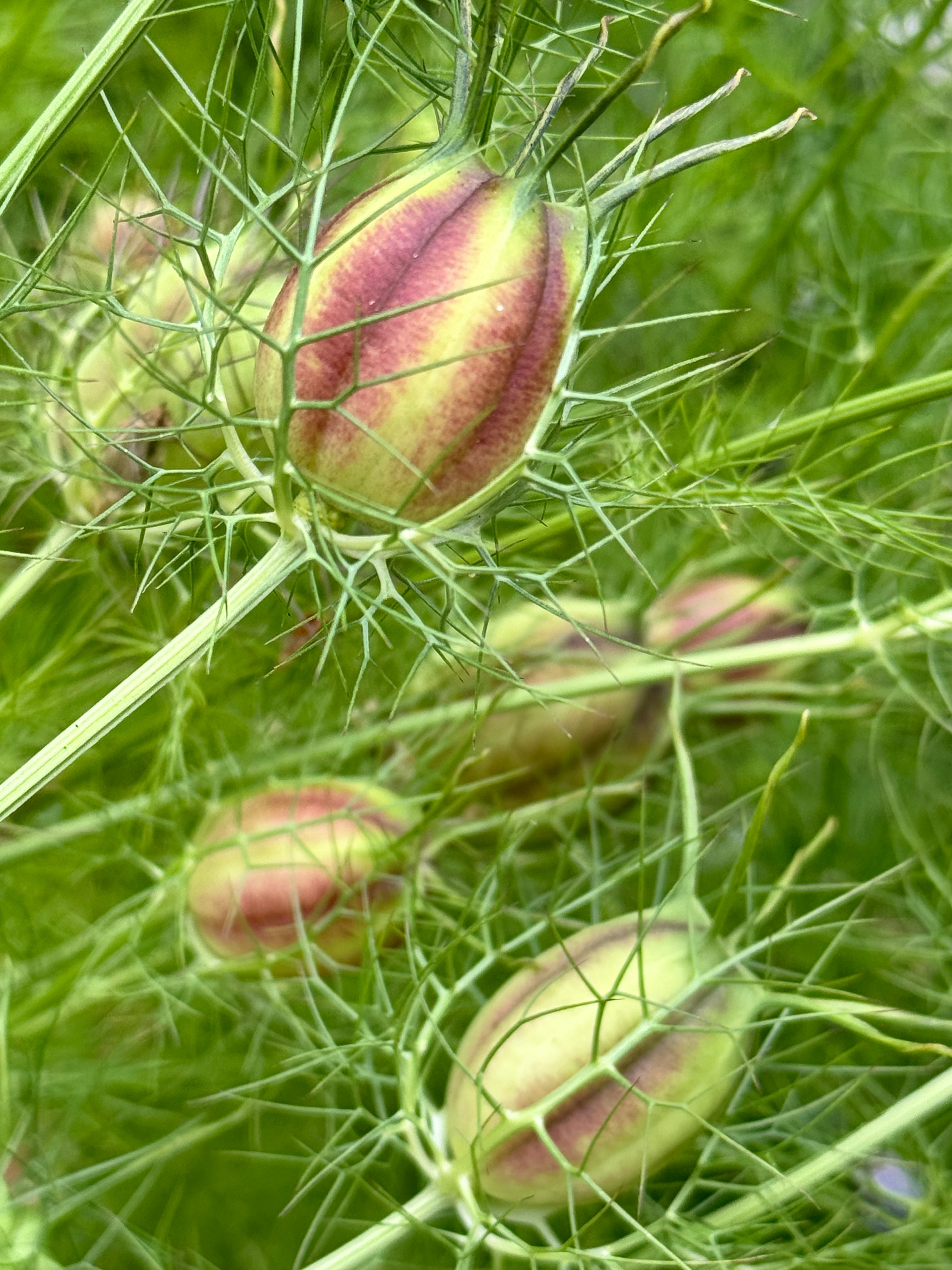 Nigella Pods- Green and burgundy stripes
