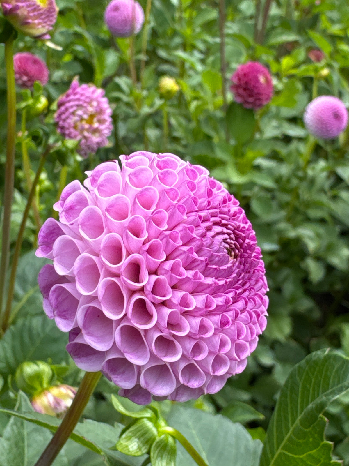 Dahlia - Ping Pong