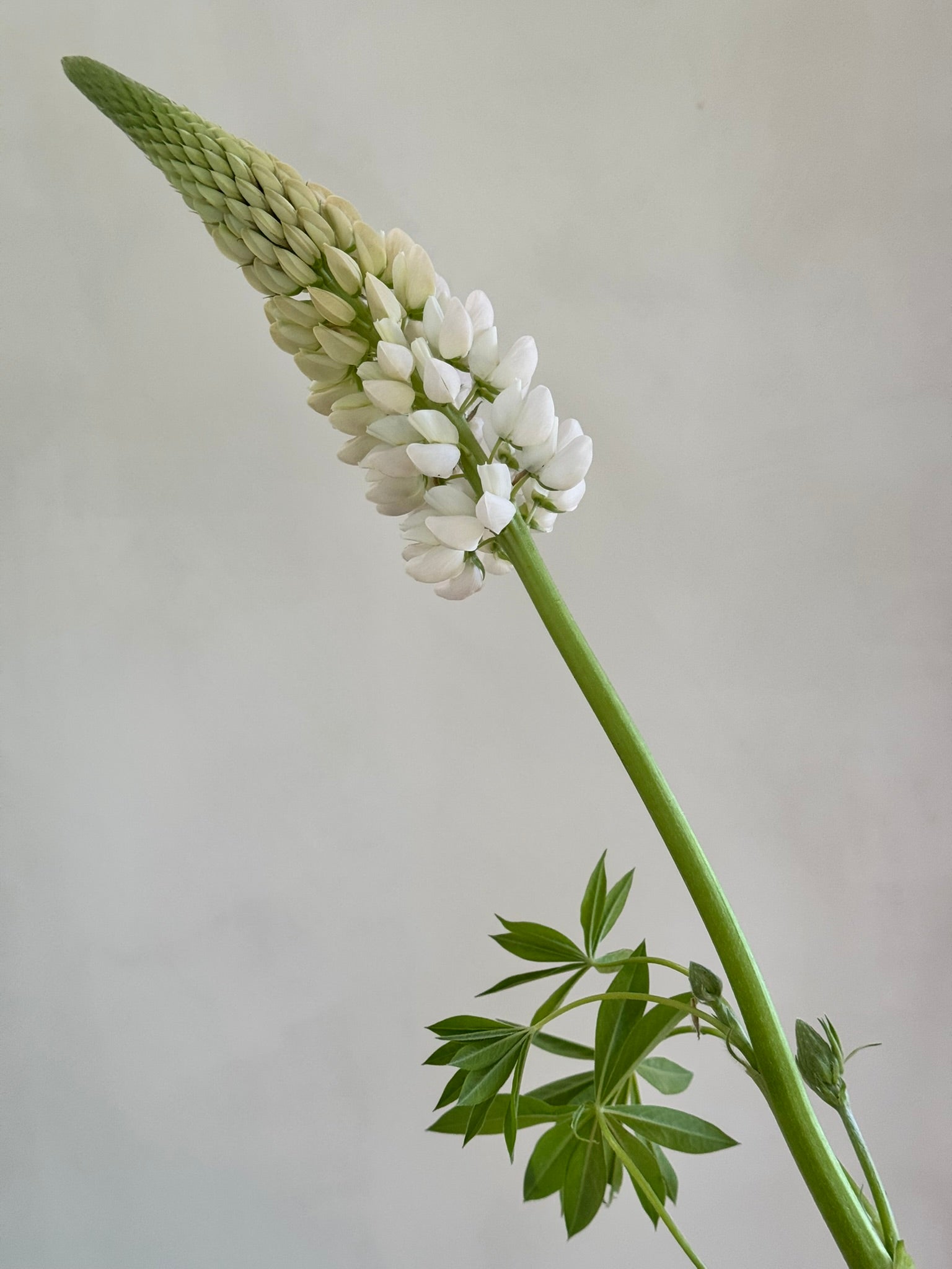 Lupine - white