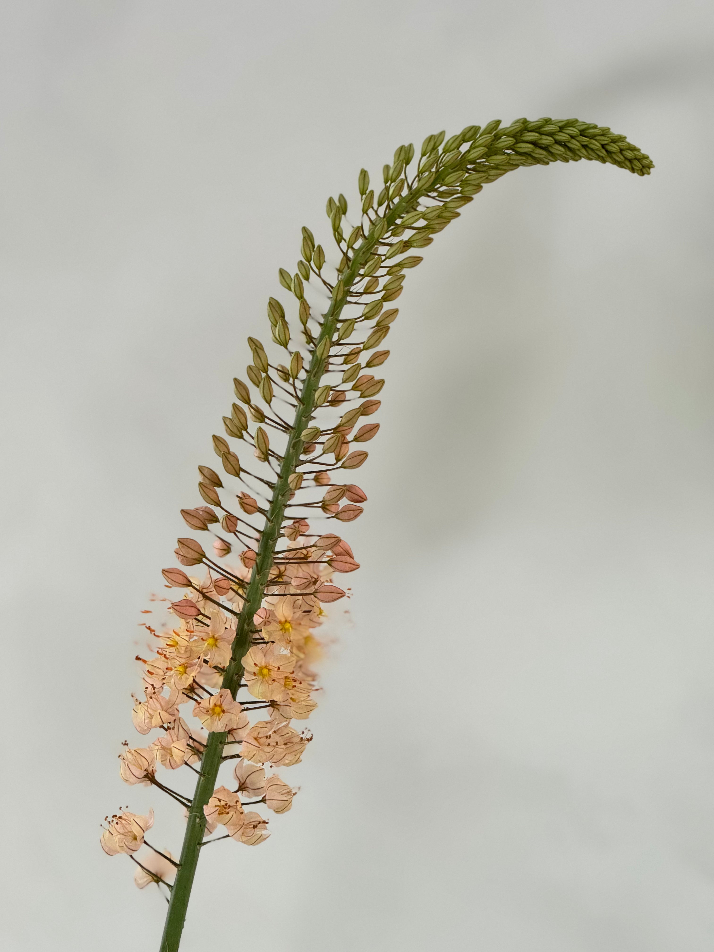 Eremurus - Salmon