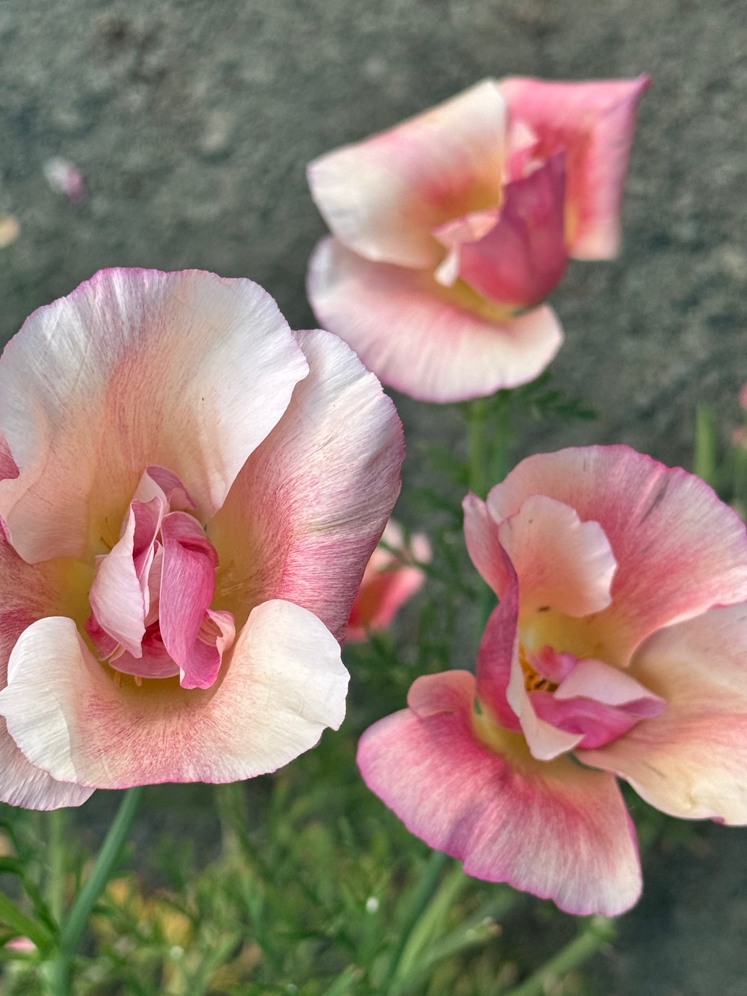 Poppy Thai Silk - Apple Blossom