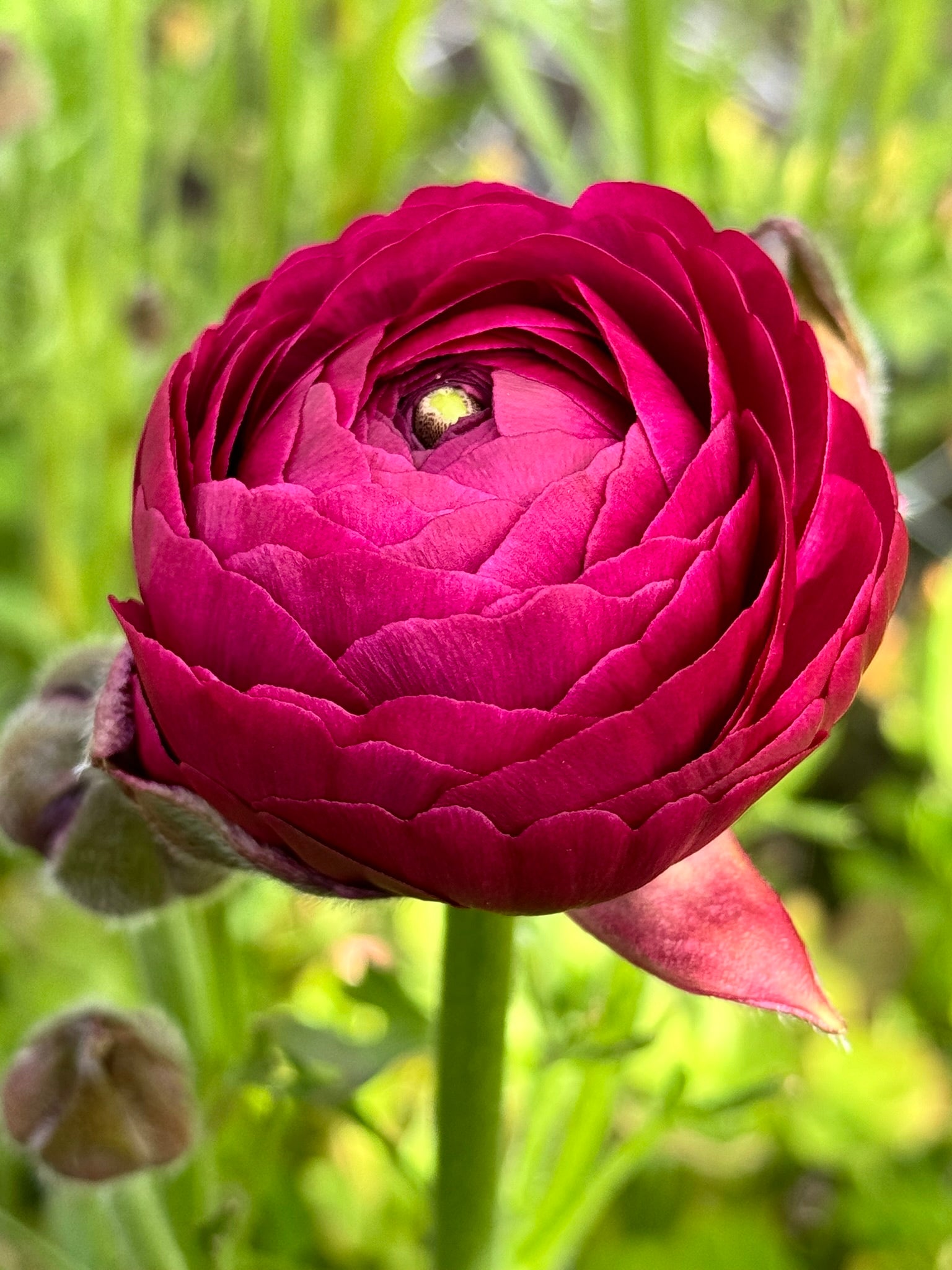 Ranunculus - Amandine Violet