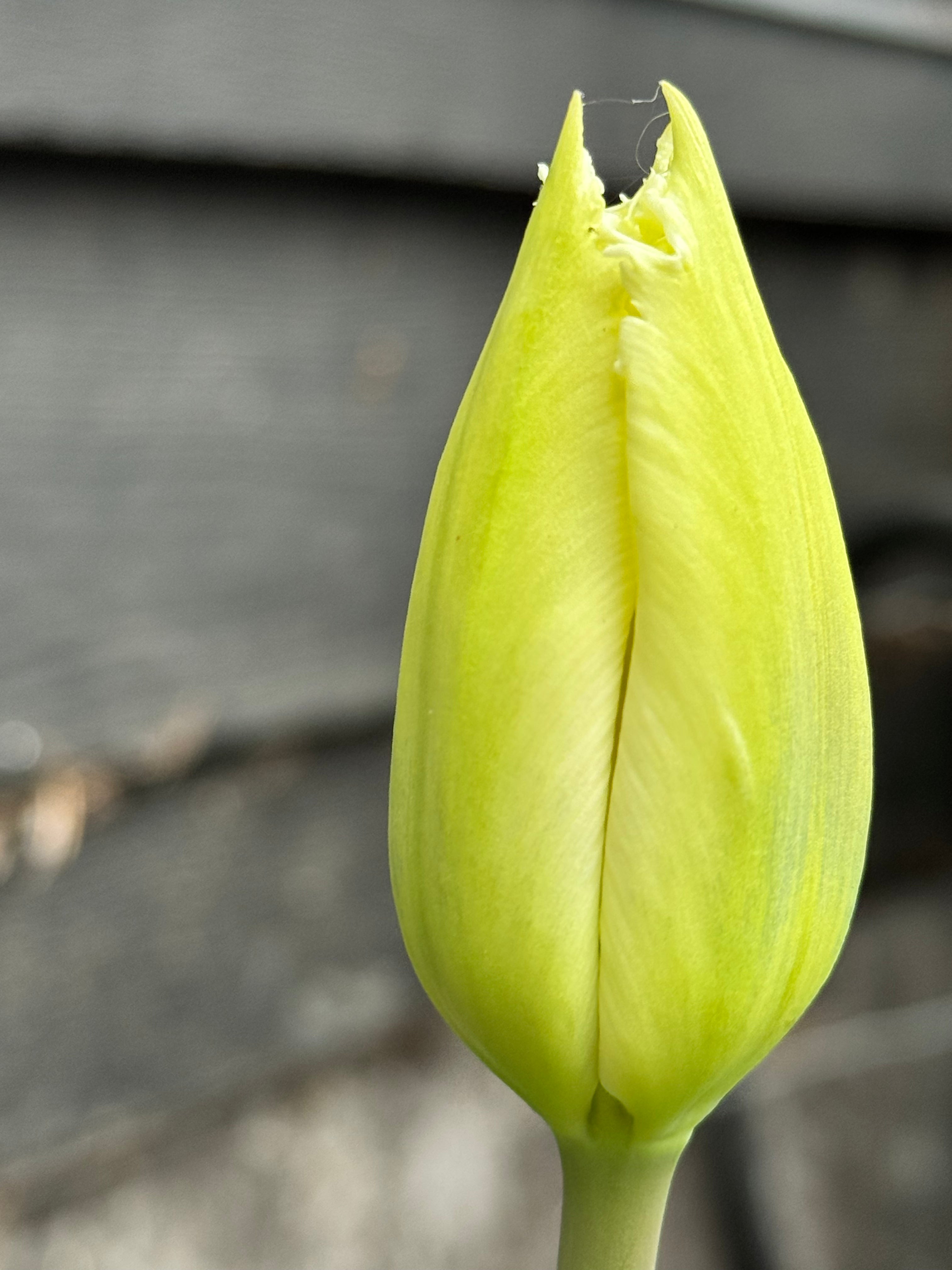 Tulip - North Pole