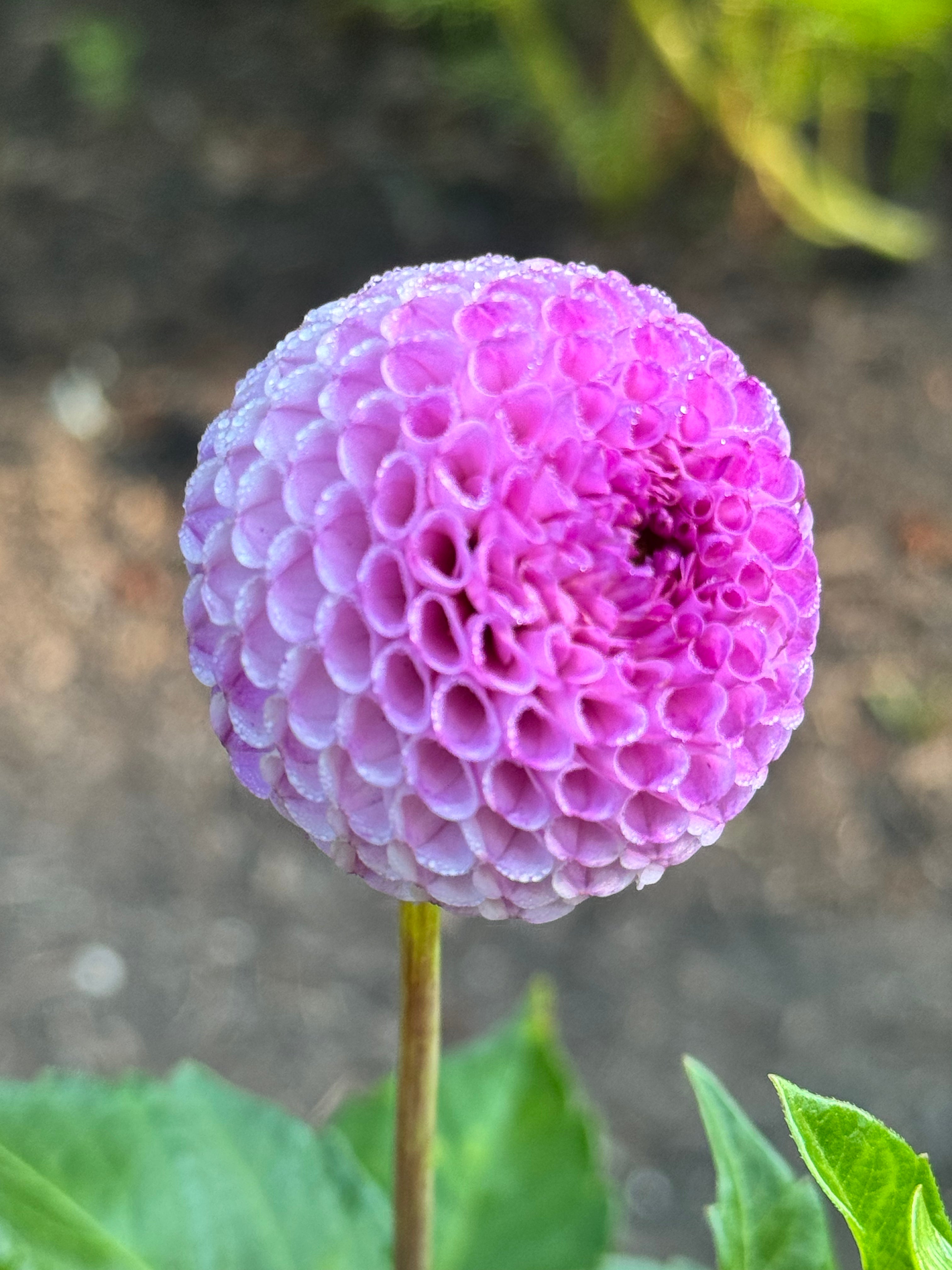 Dahlia - Ping Pong