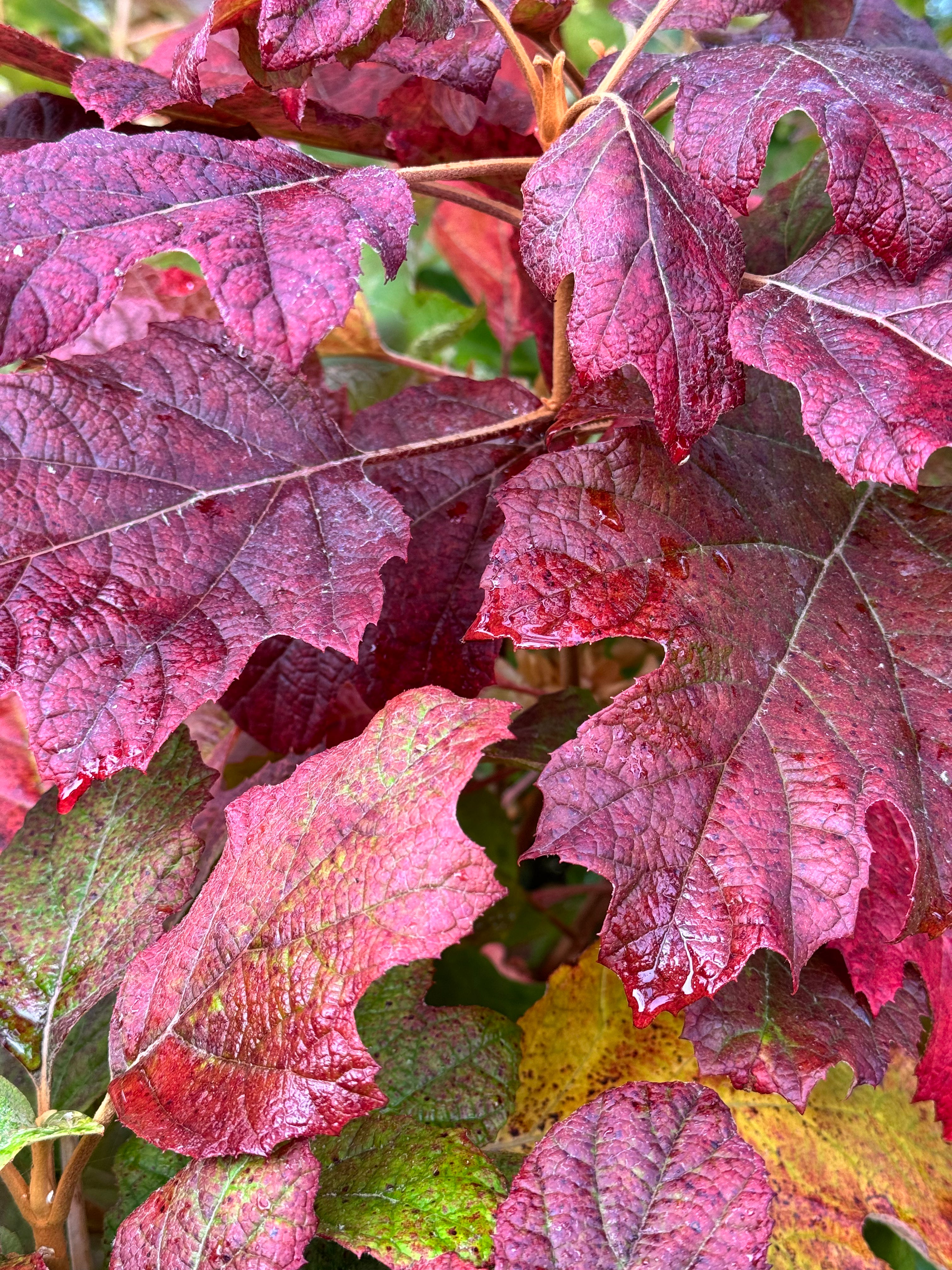 Hydrangea Foliage - Oak Leaf