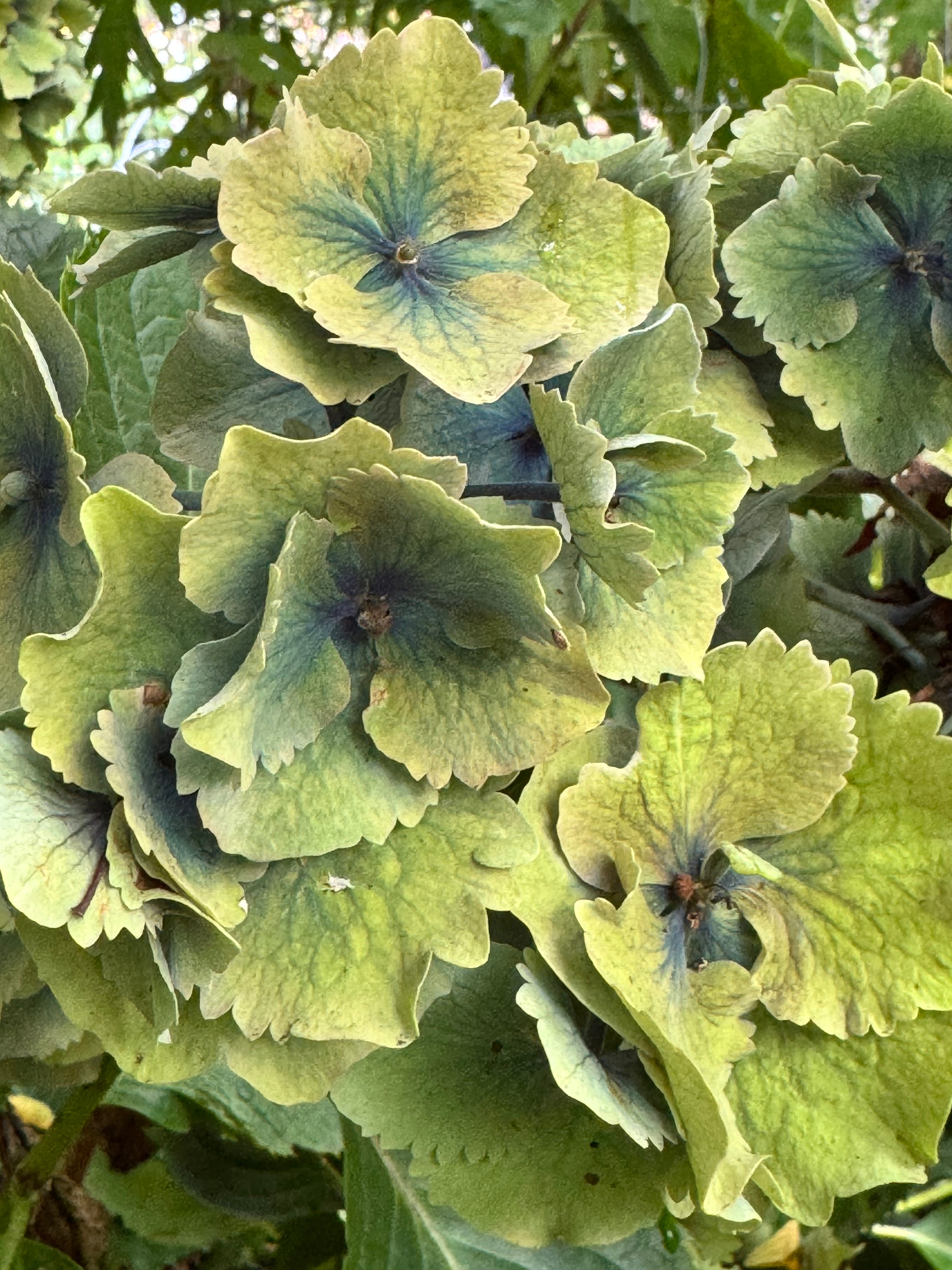 Hydrangea Penny Mac - Antiqued pink