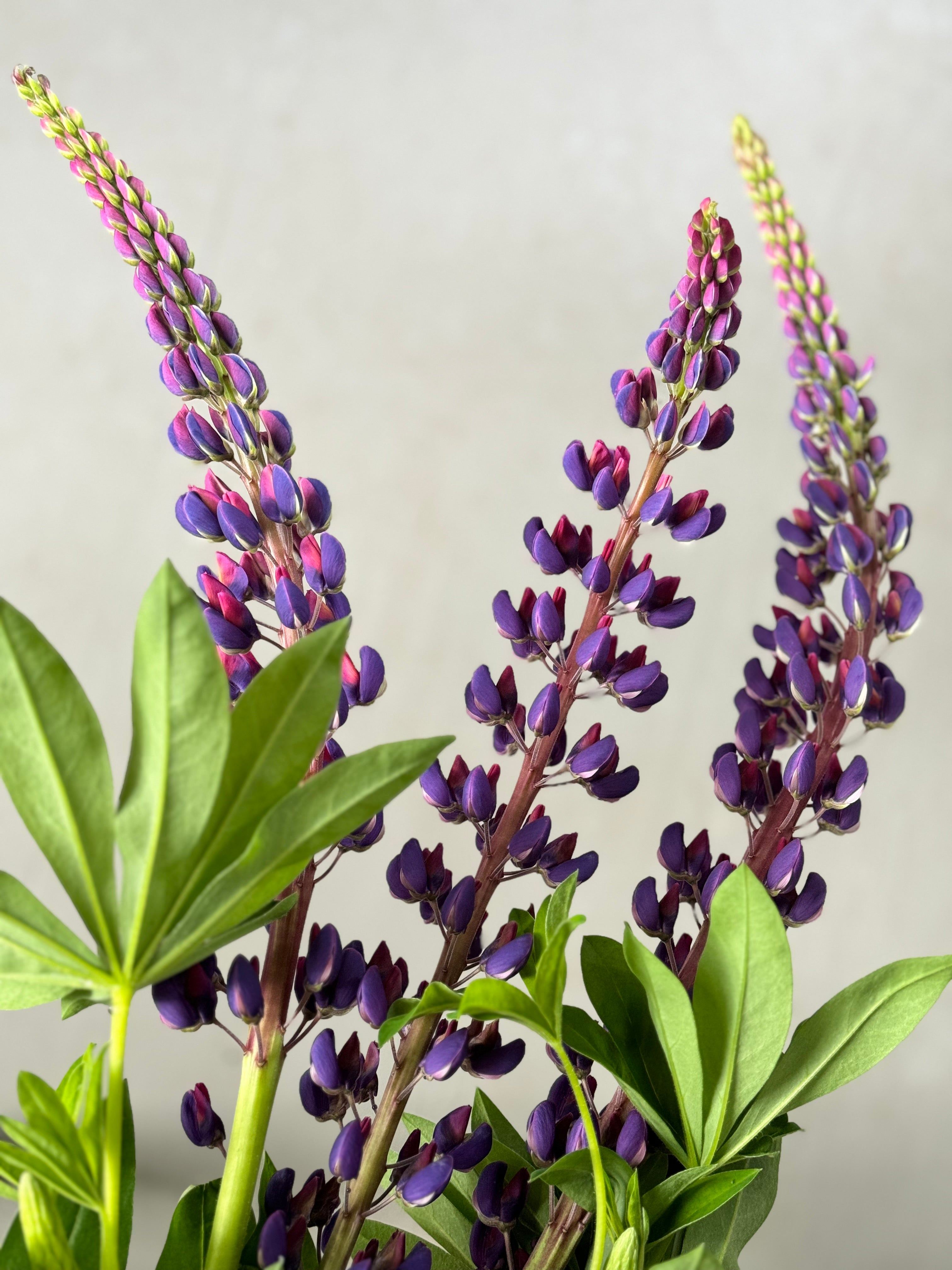 Lupine - Purple