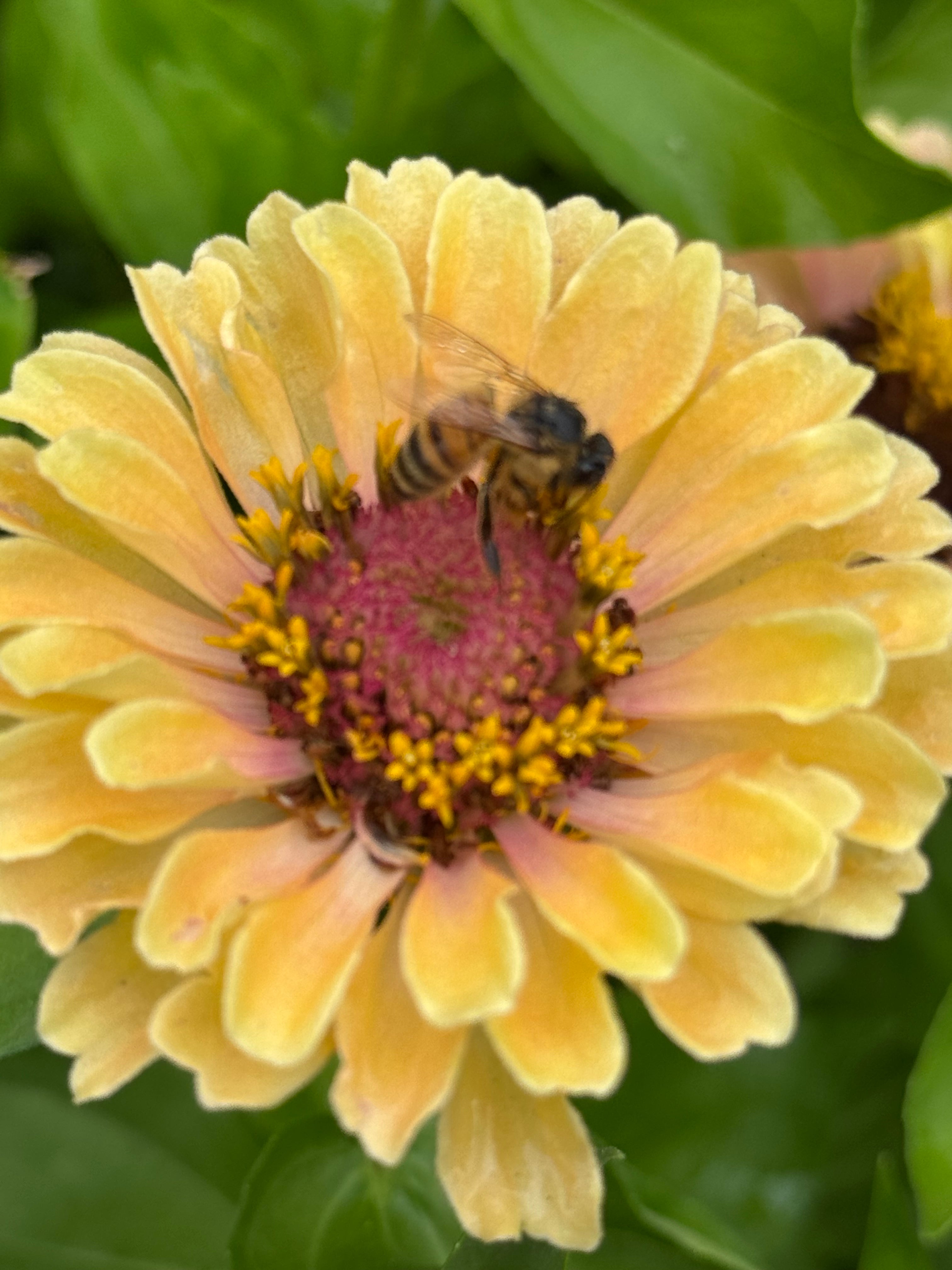Zinnia Fresh Garden Bunch