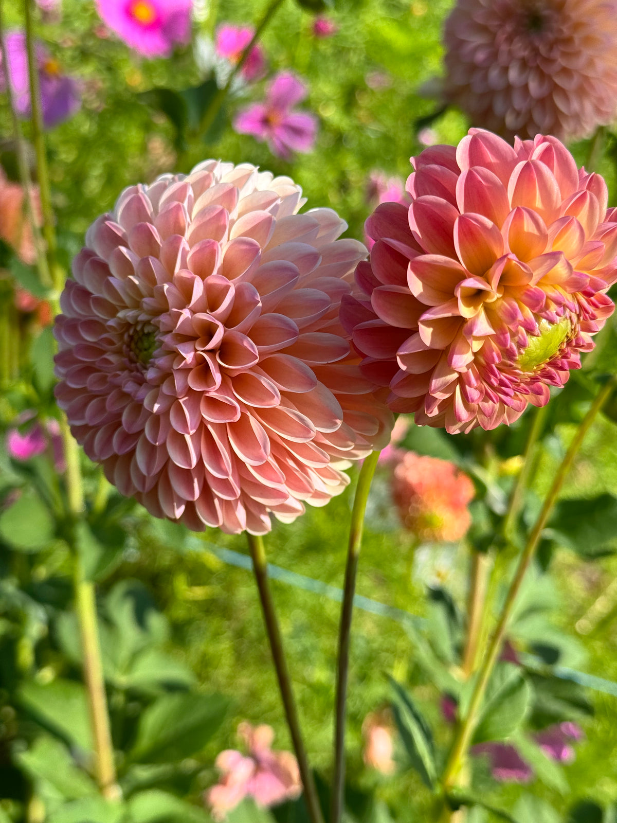 Dahlia - L.A.T.E.