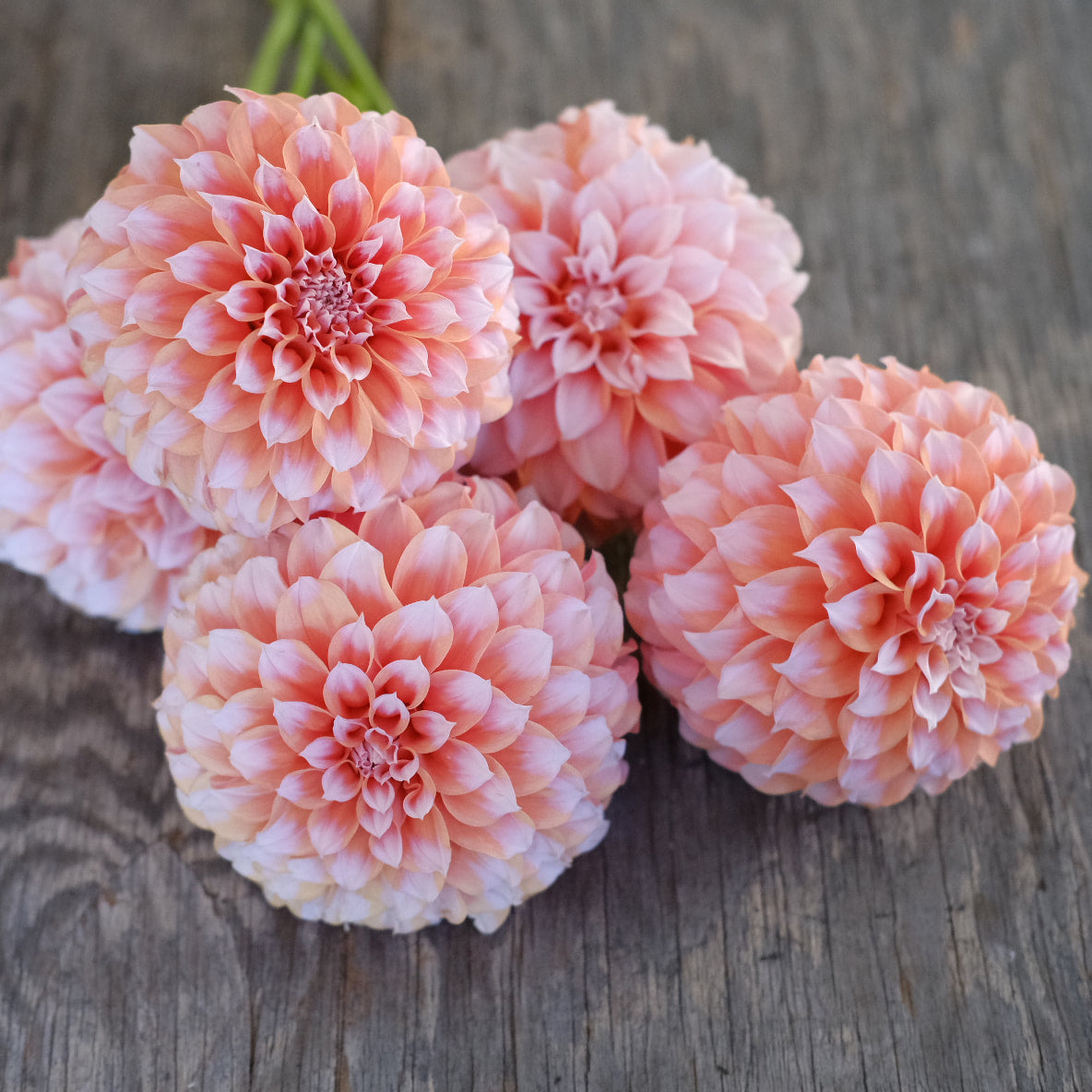 Dahlia - Peaches &