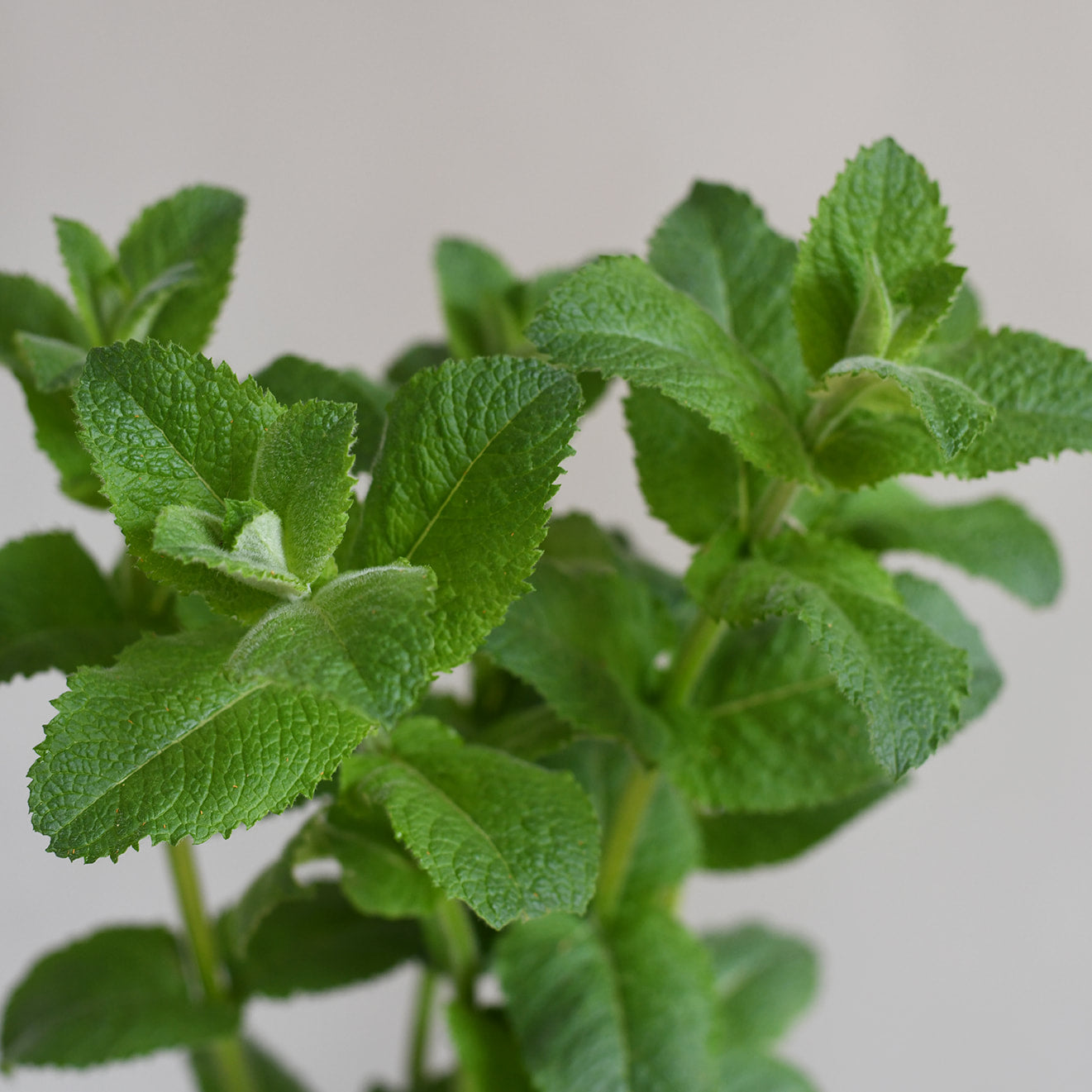 Mint - Apple