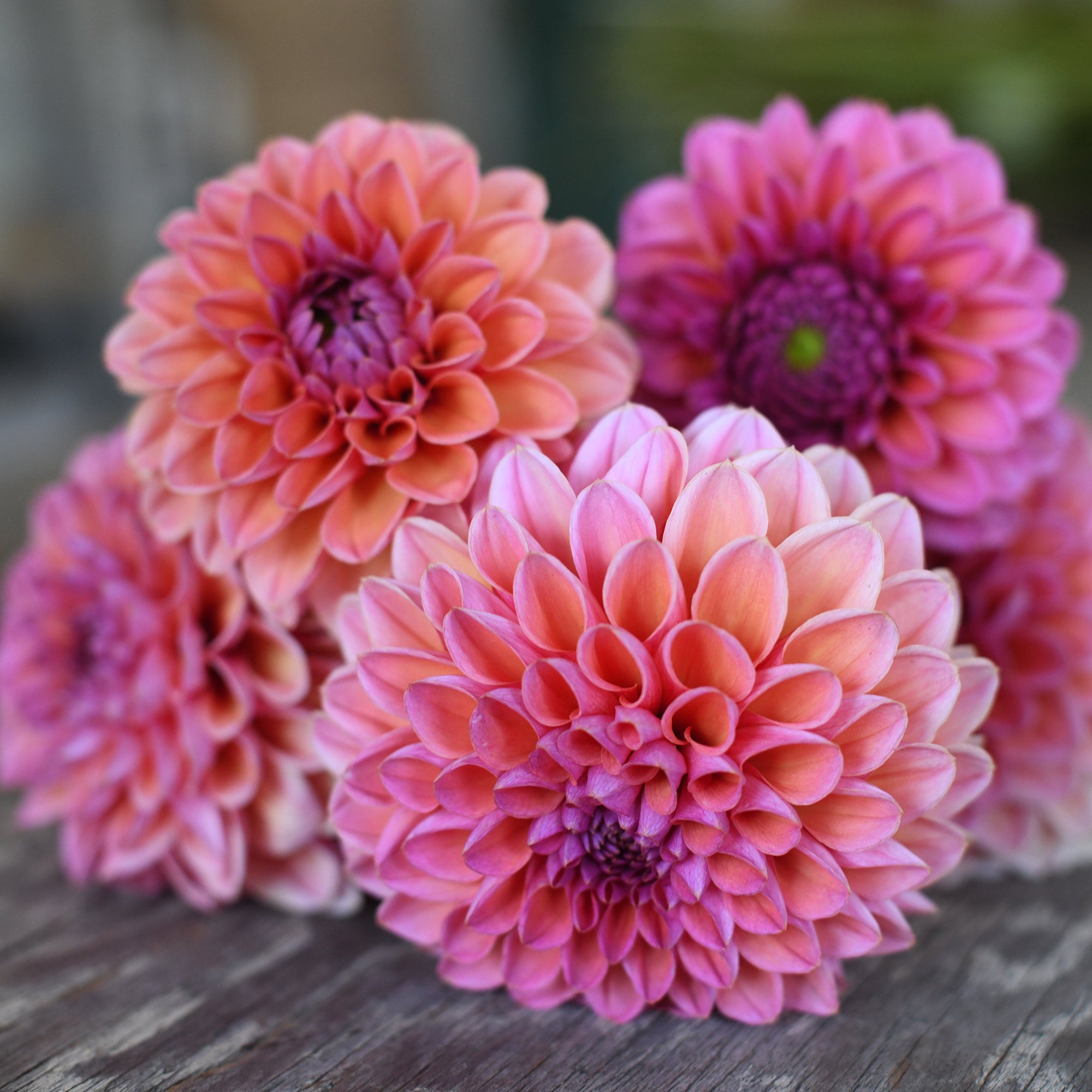 Dahlia - Daisy Duke