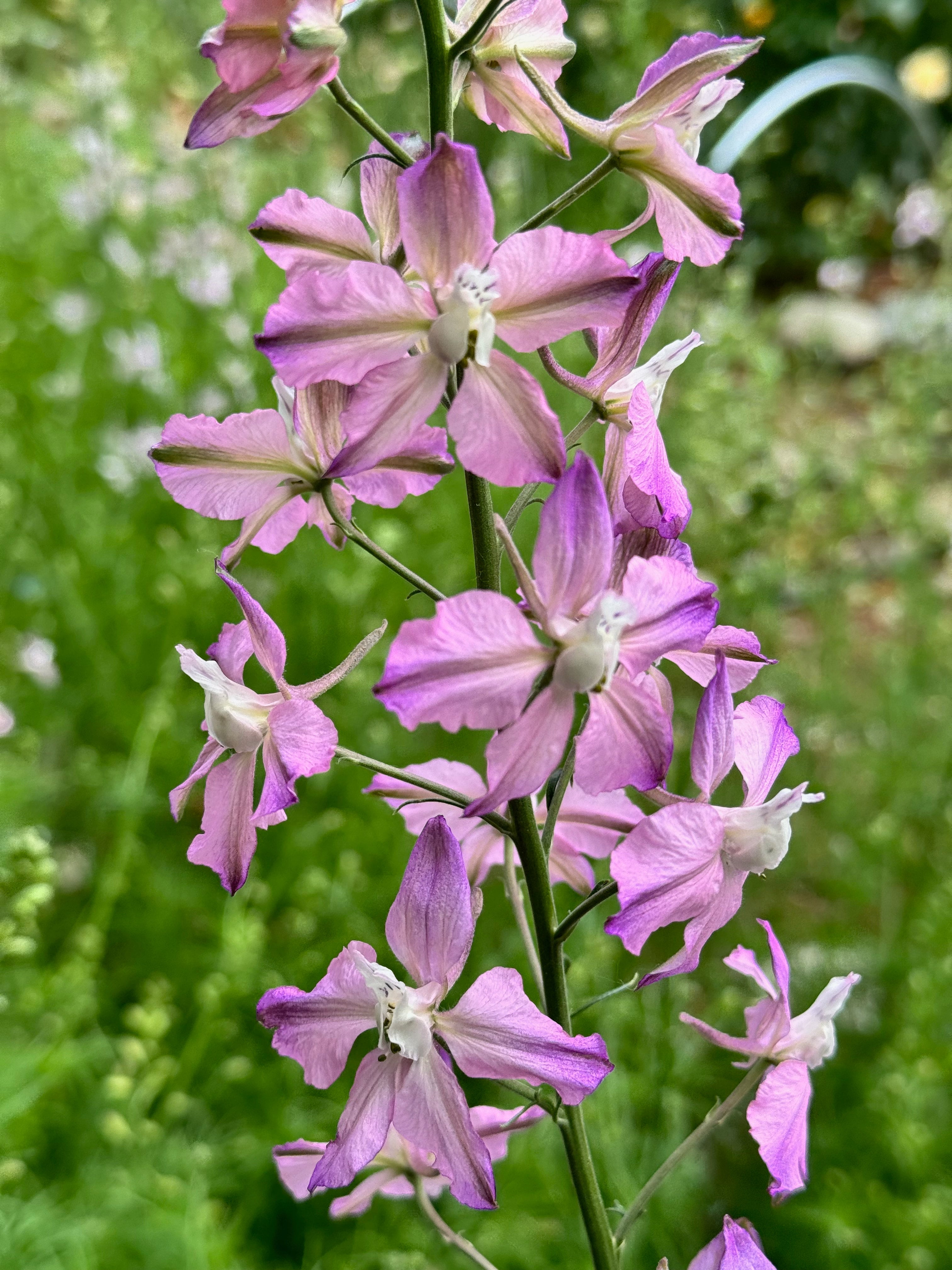 Larkspur - Fancy Belladonna