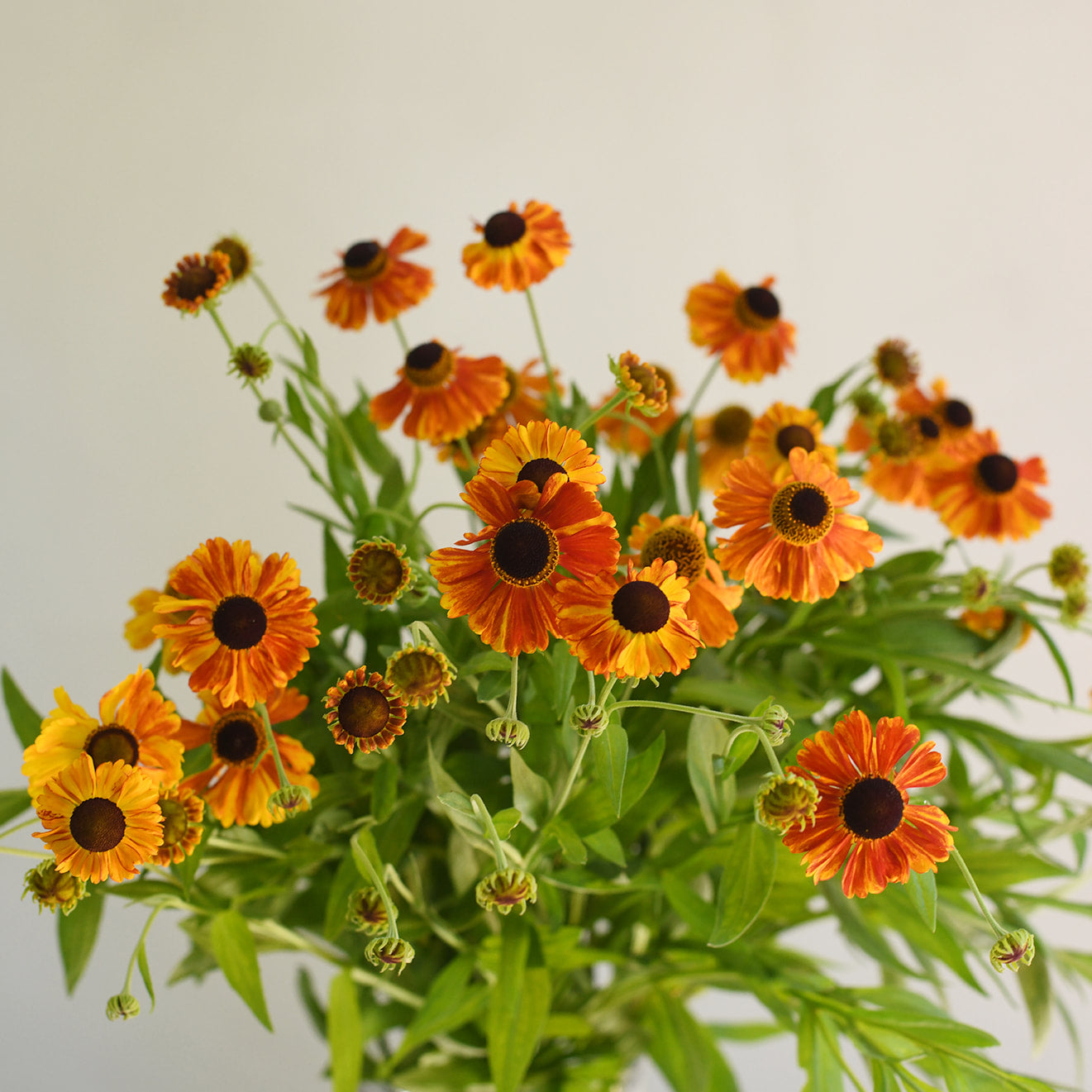 Helenium - Sahin&