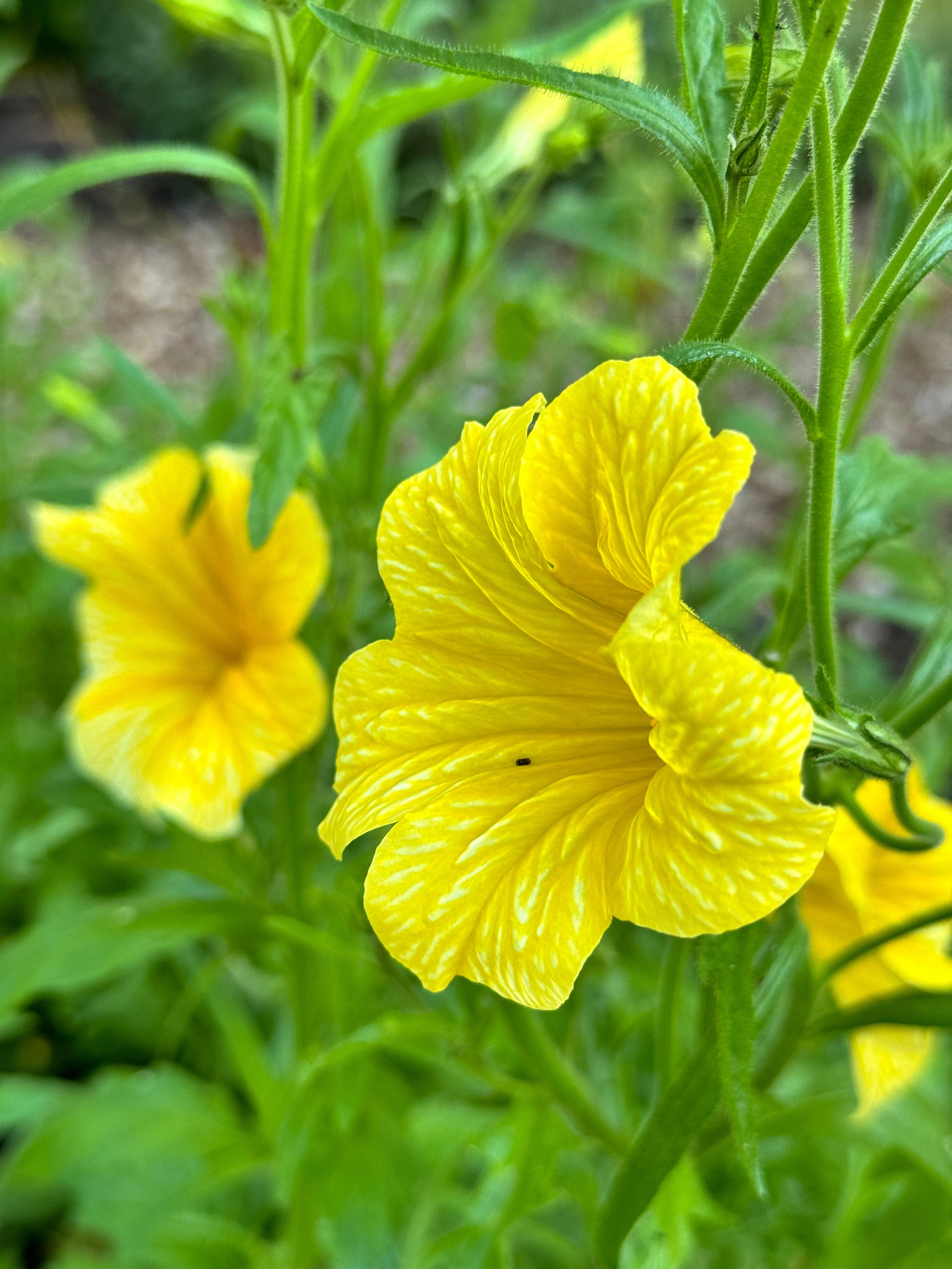 Salpiglossis - Yellow