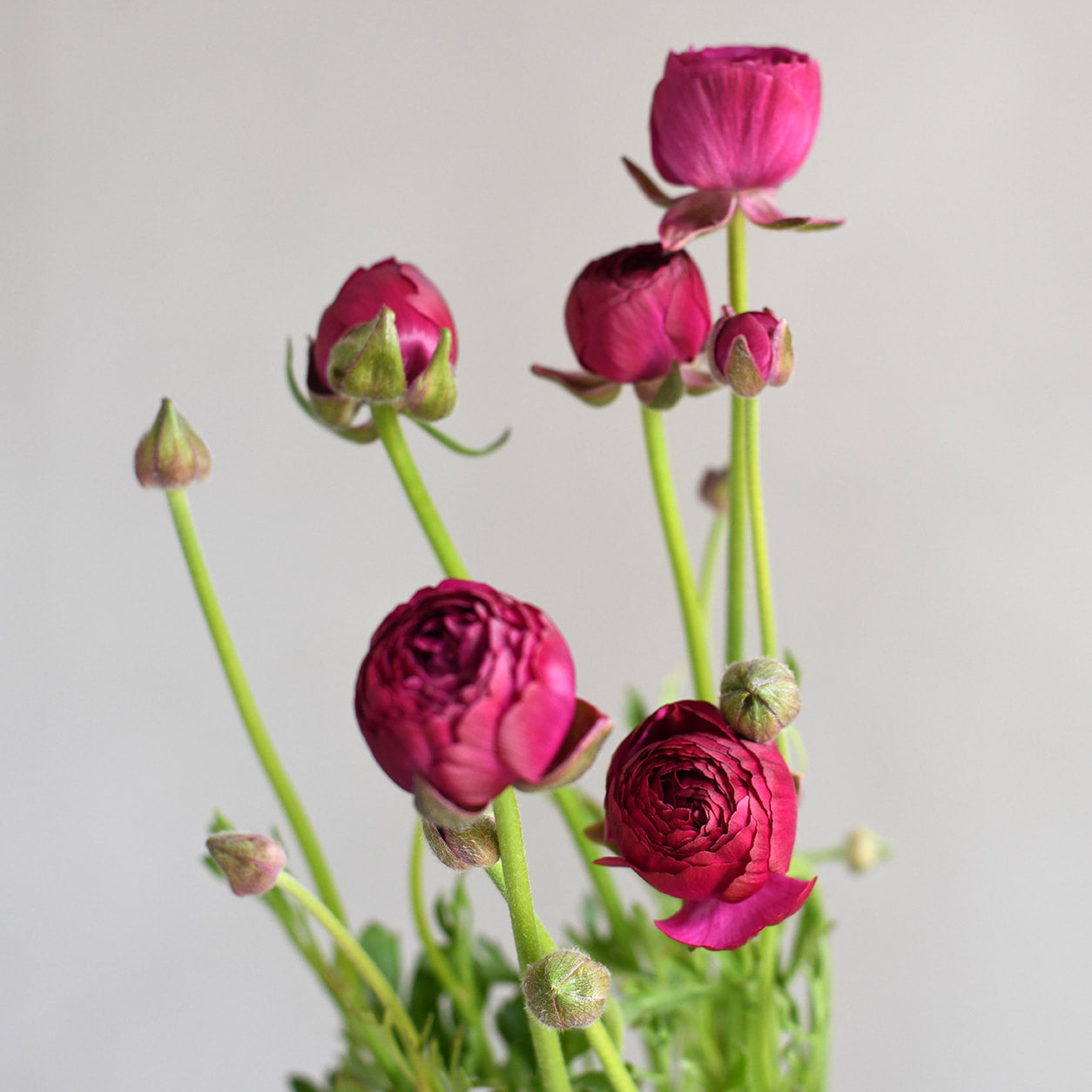 Ranunculus - Amandine Violet
