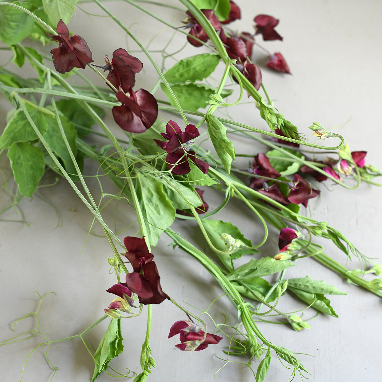 Sweet Pea, vining - Topsy