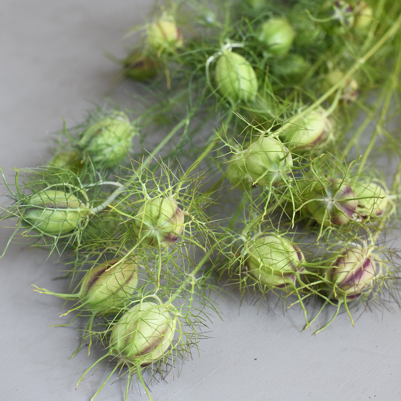 Nigella Pods- Green and burgundy stripes