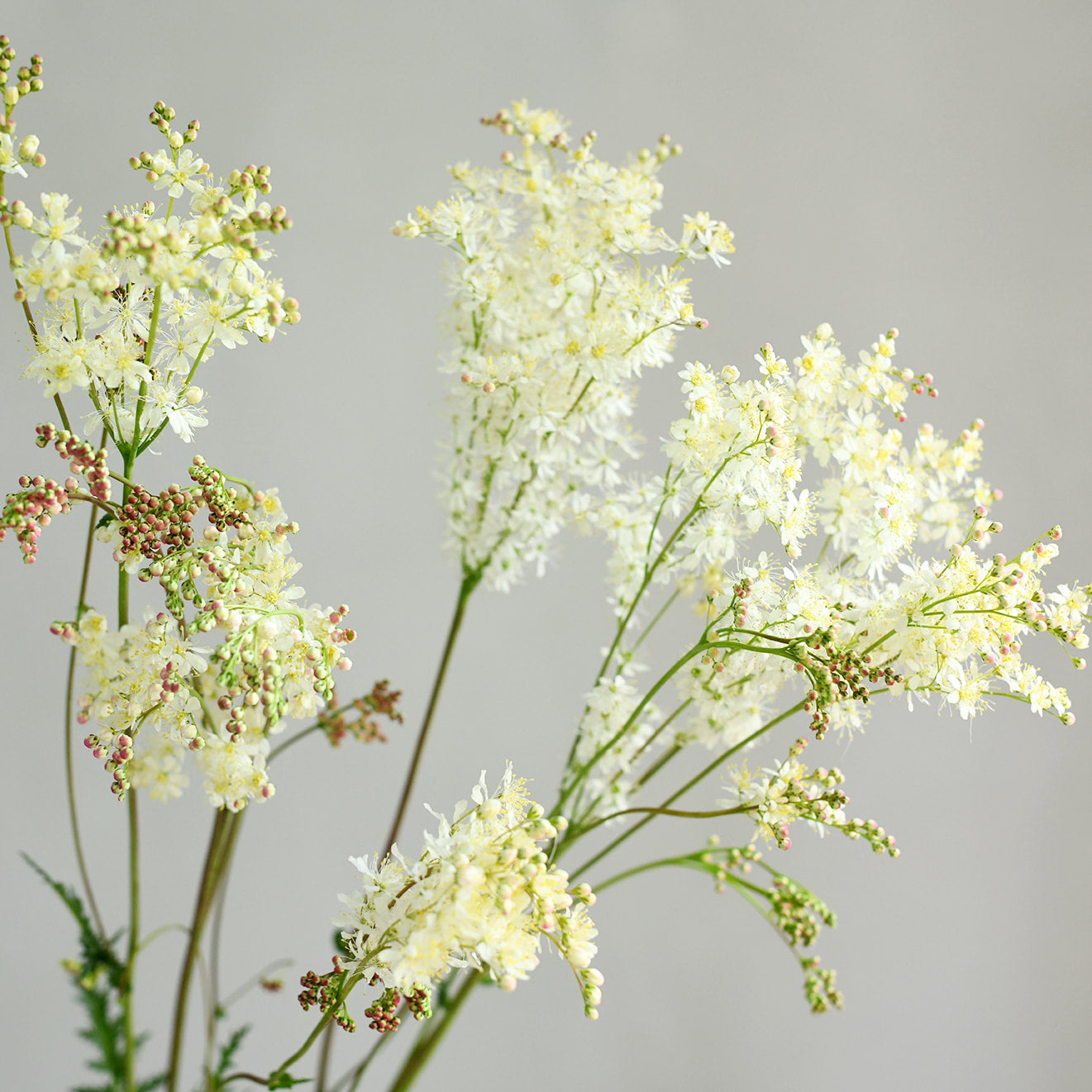Filipendula Vulgaris - White