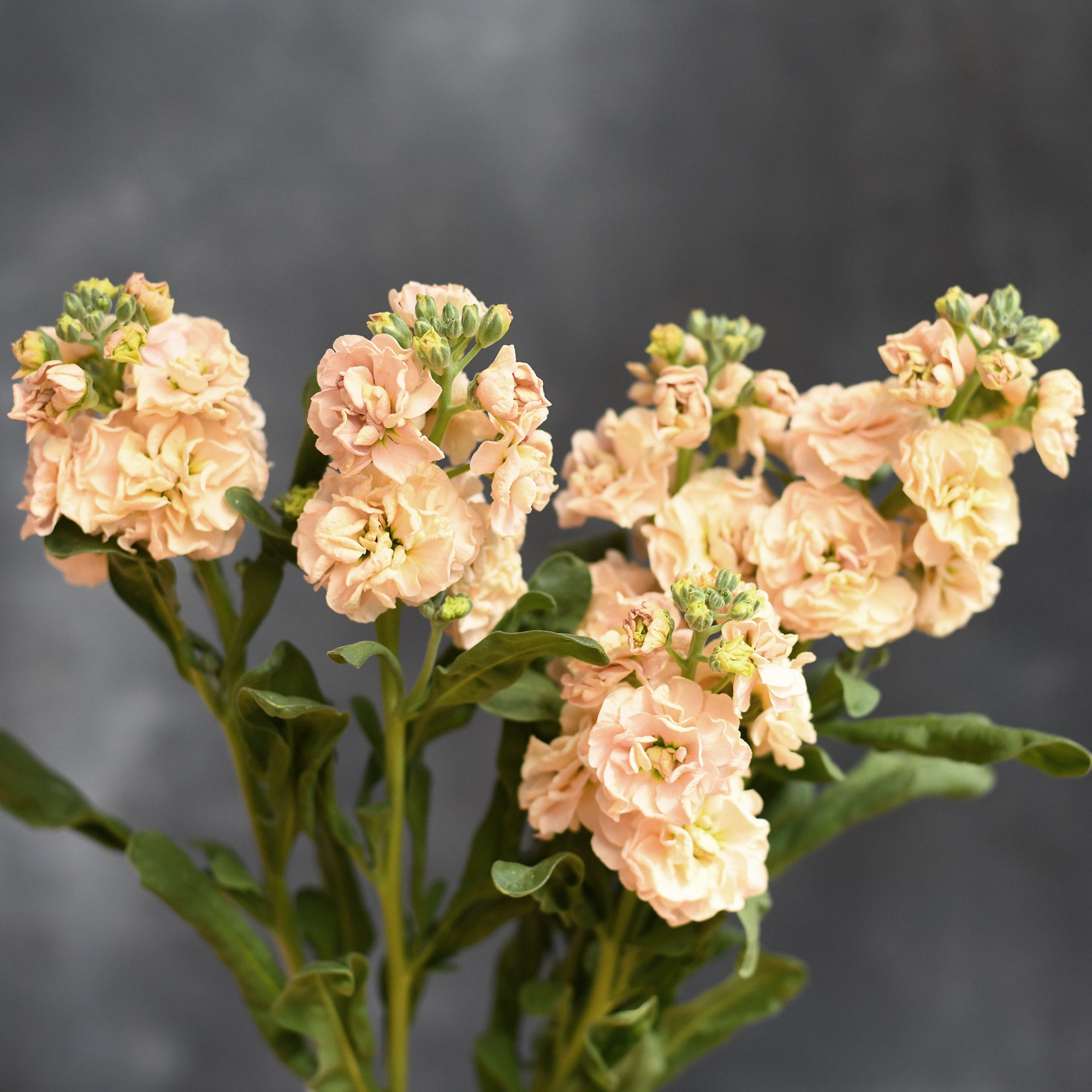 Stock - Quartet Apricot (singles & doubles)