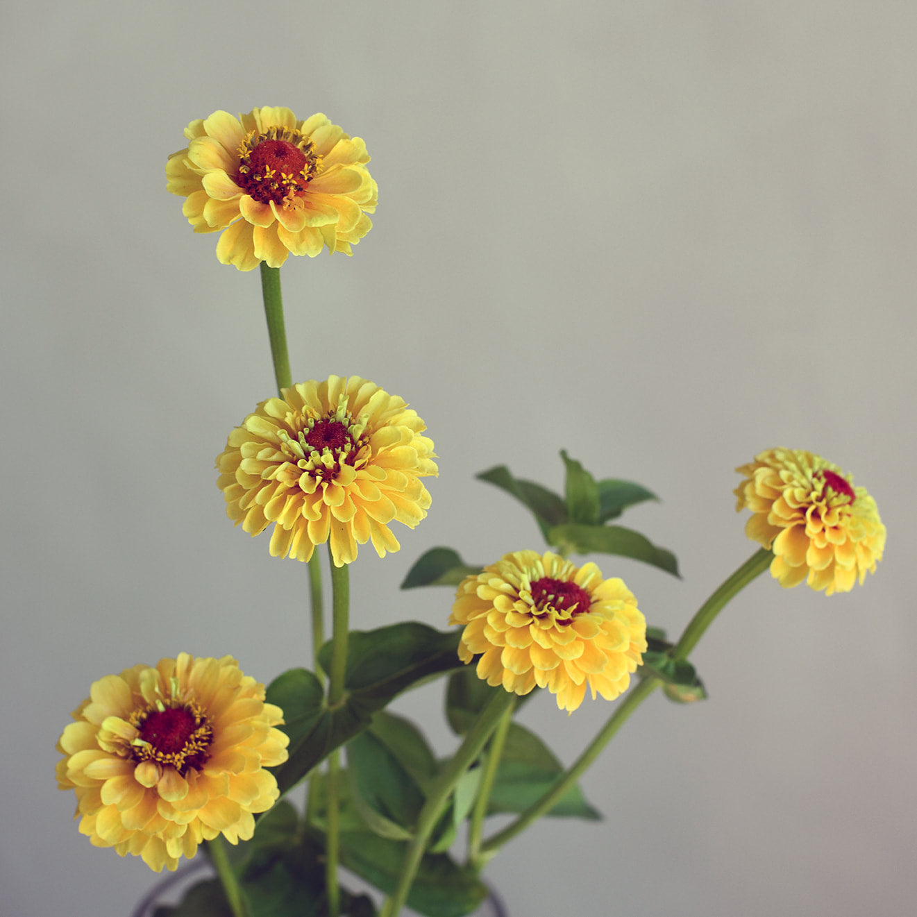 Zinnia - Queen Lemon Peach