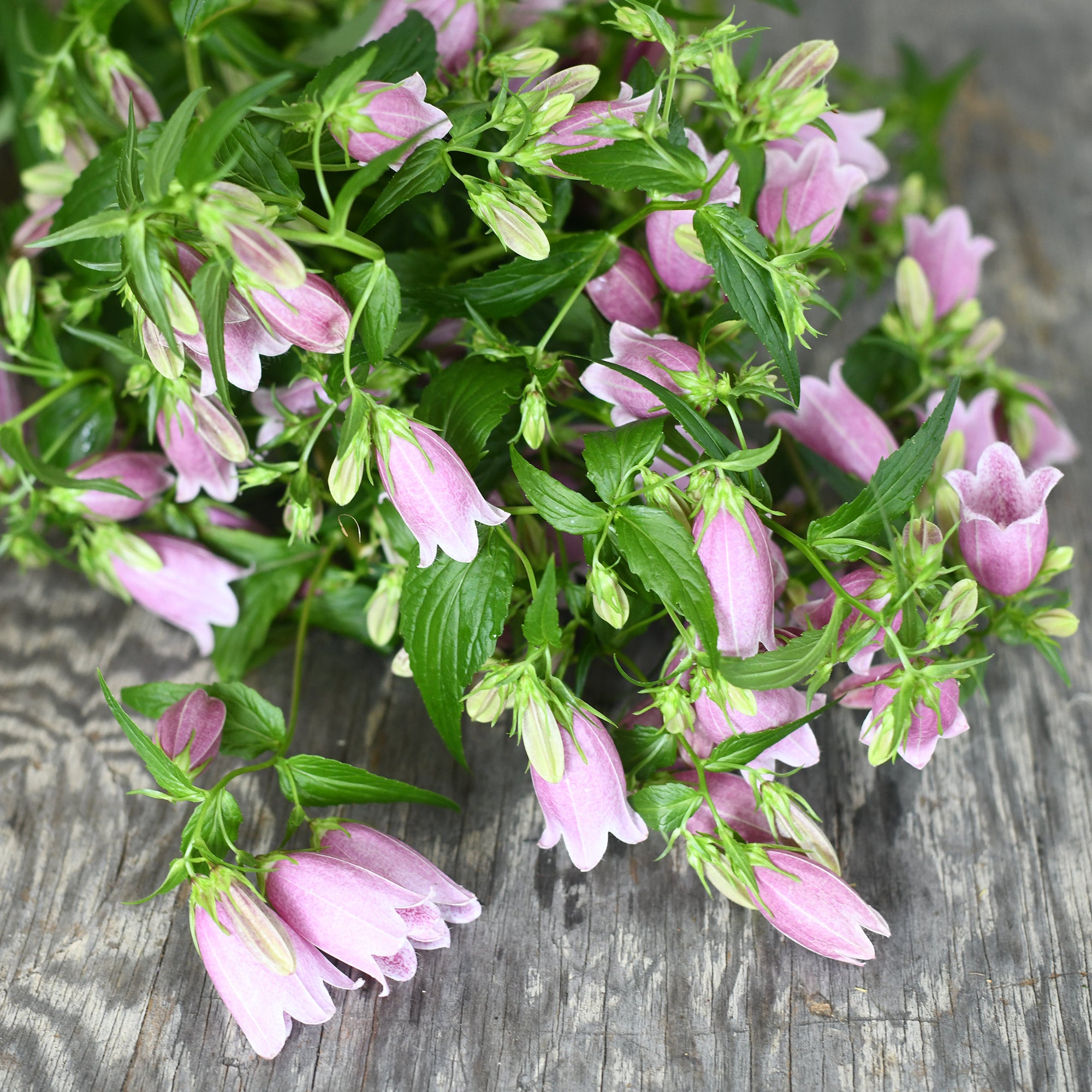 Campanula - Takesimana purple