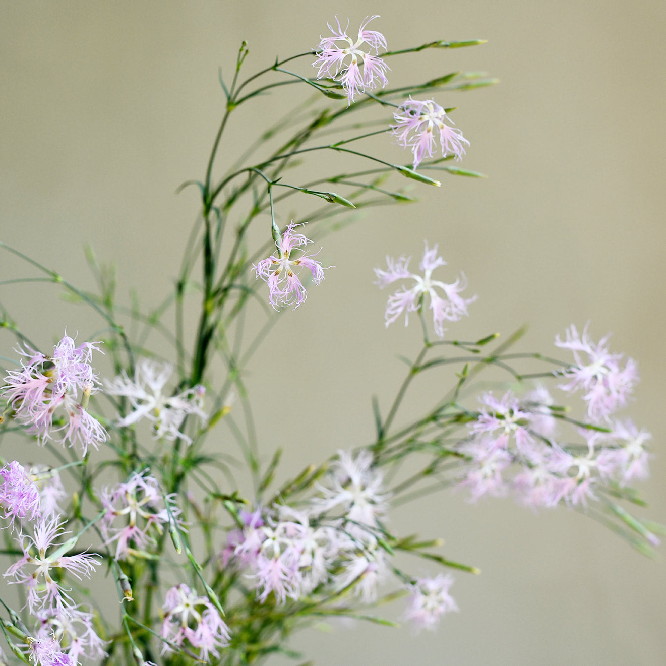 Dianthus - Superbus