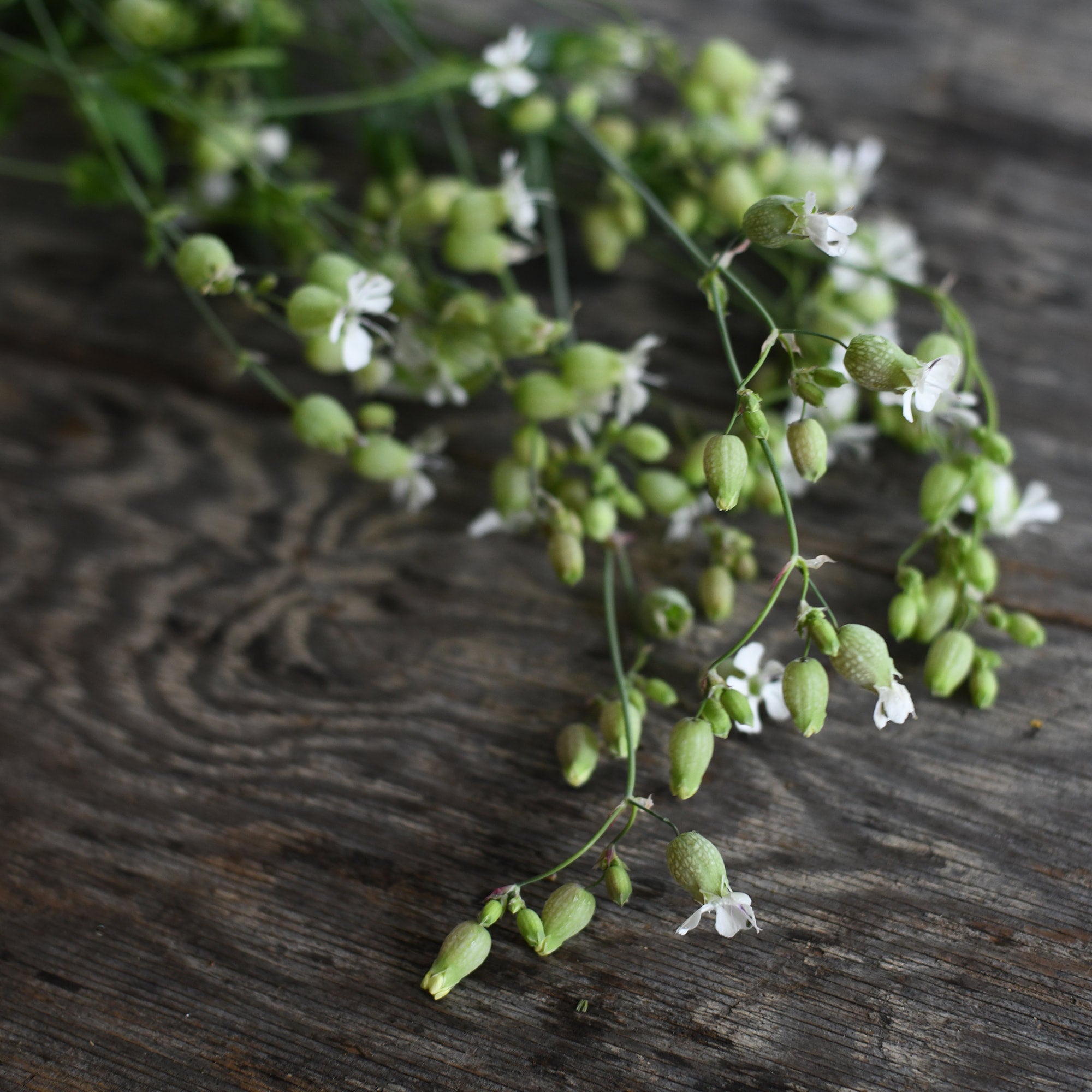 Silene