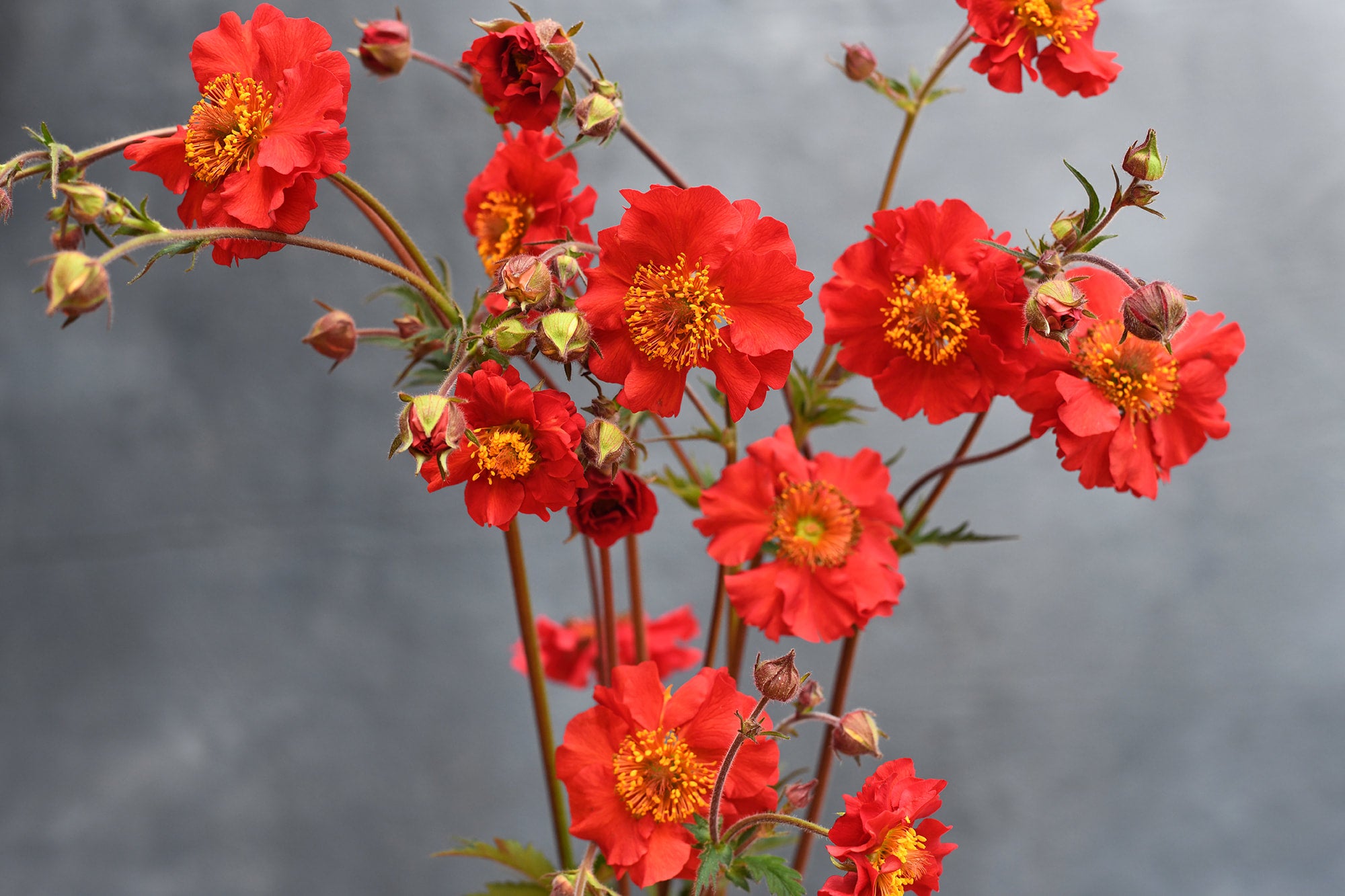 Geum - Sangria