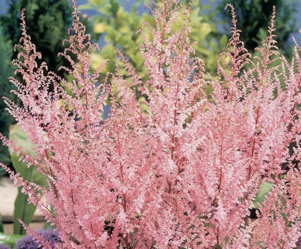 Astilbe - Erika