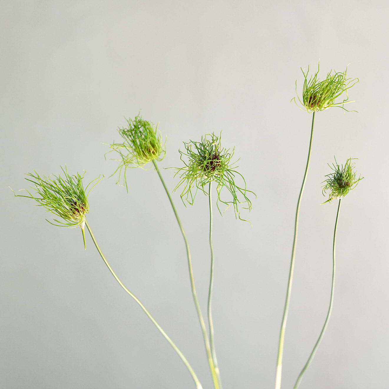 Allium - Hair