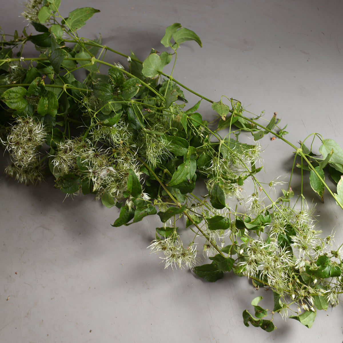 Clematis - Vitalba with seed heads