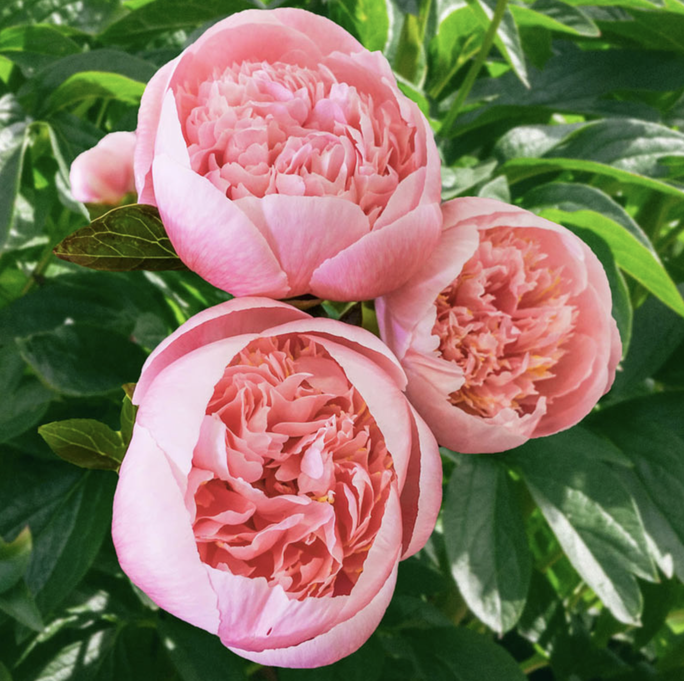 Peony - Etched Salmon