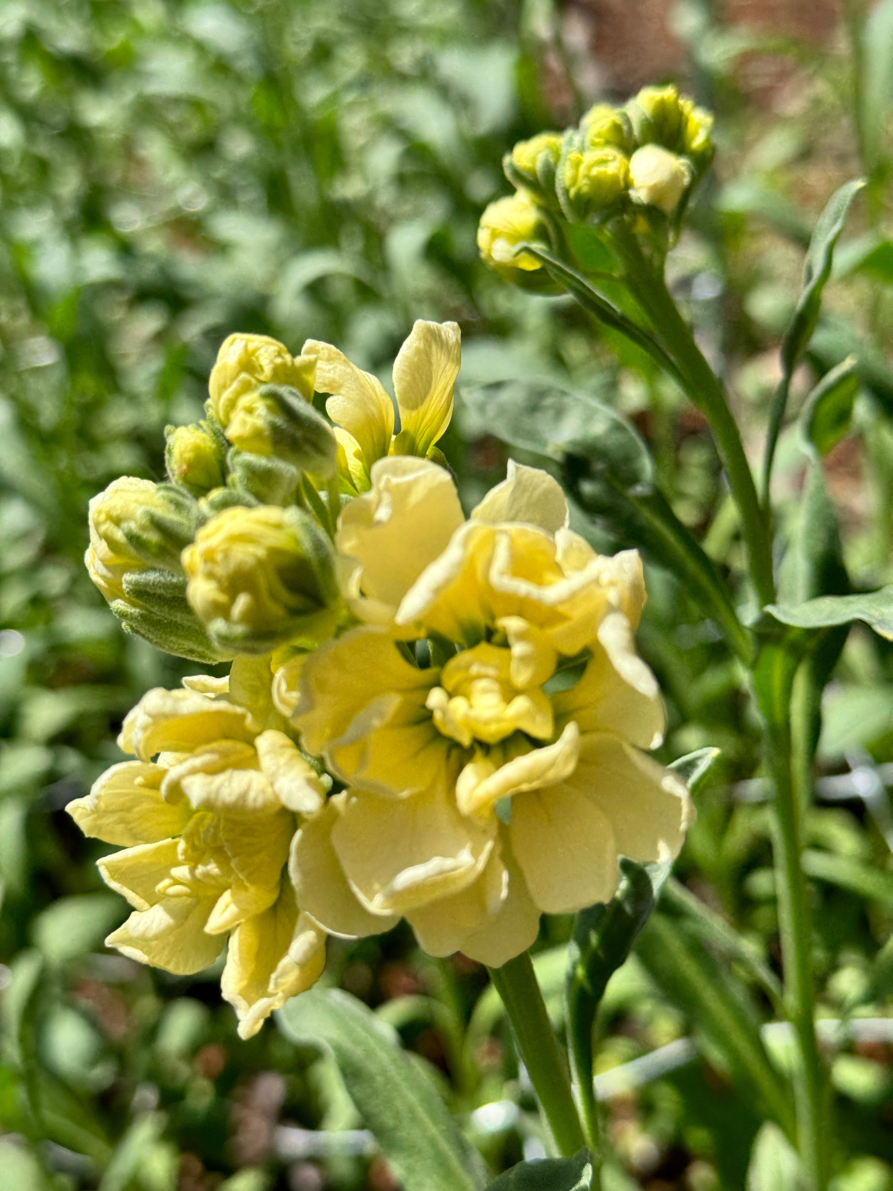Stock - Katz Yellow (singles & doubles)