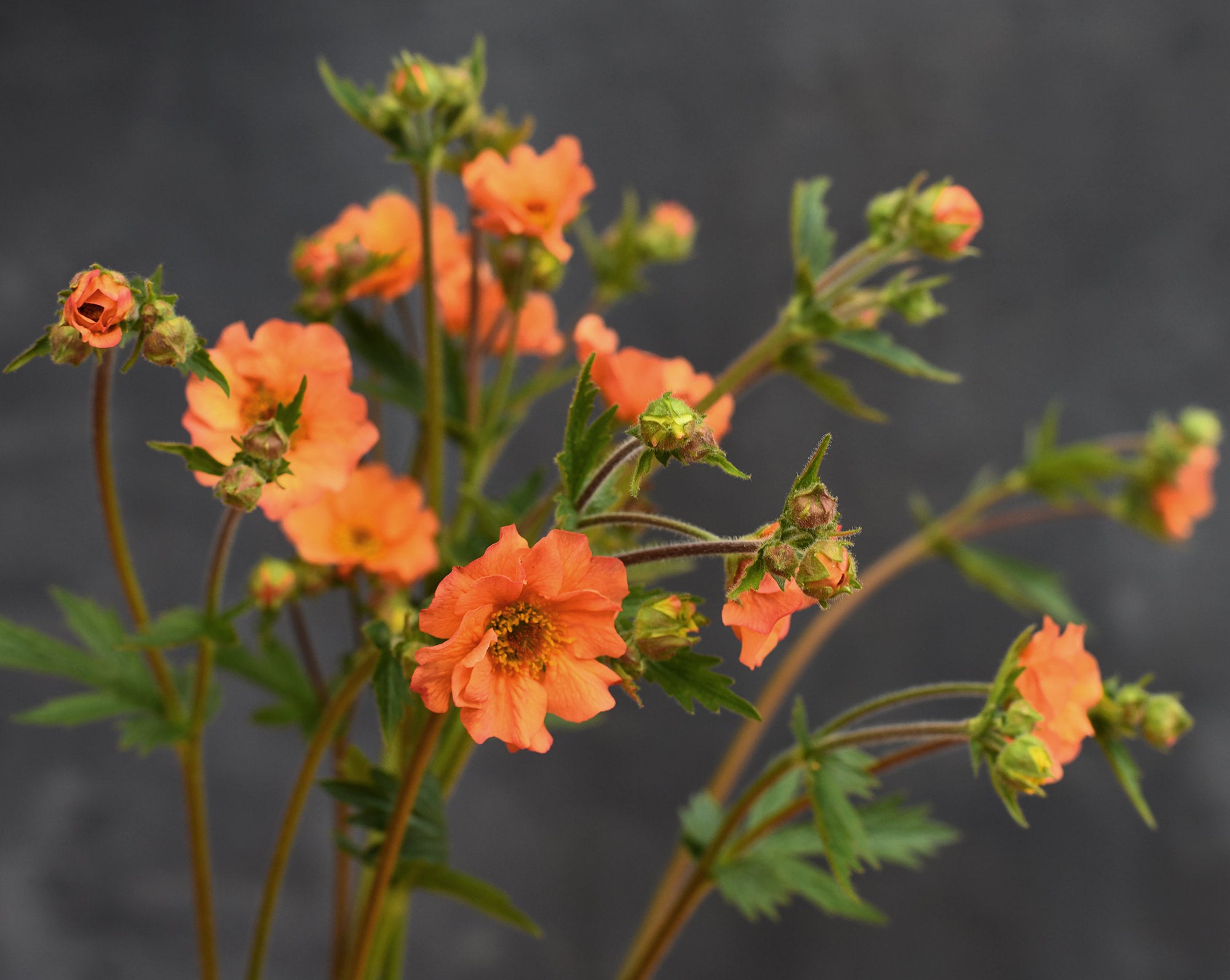 Geum - Totally Tangerine