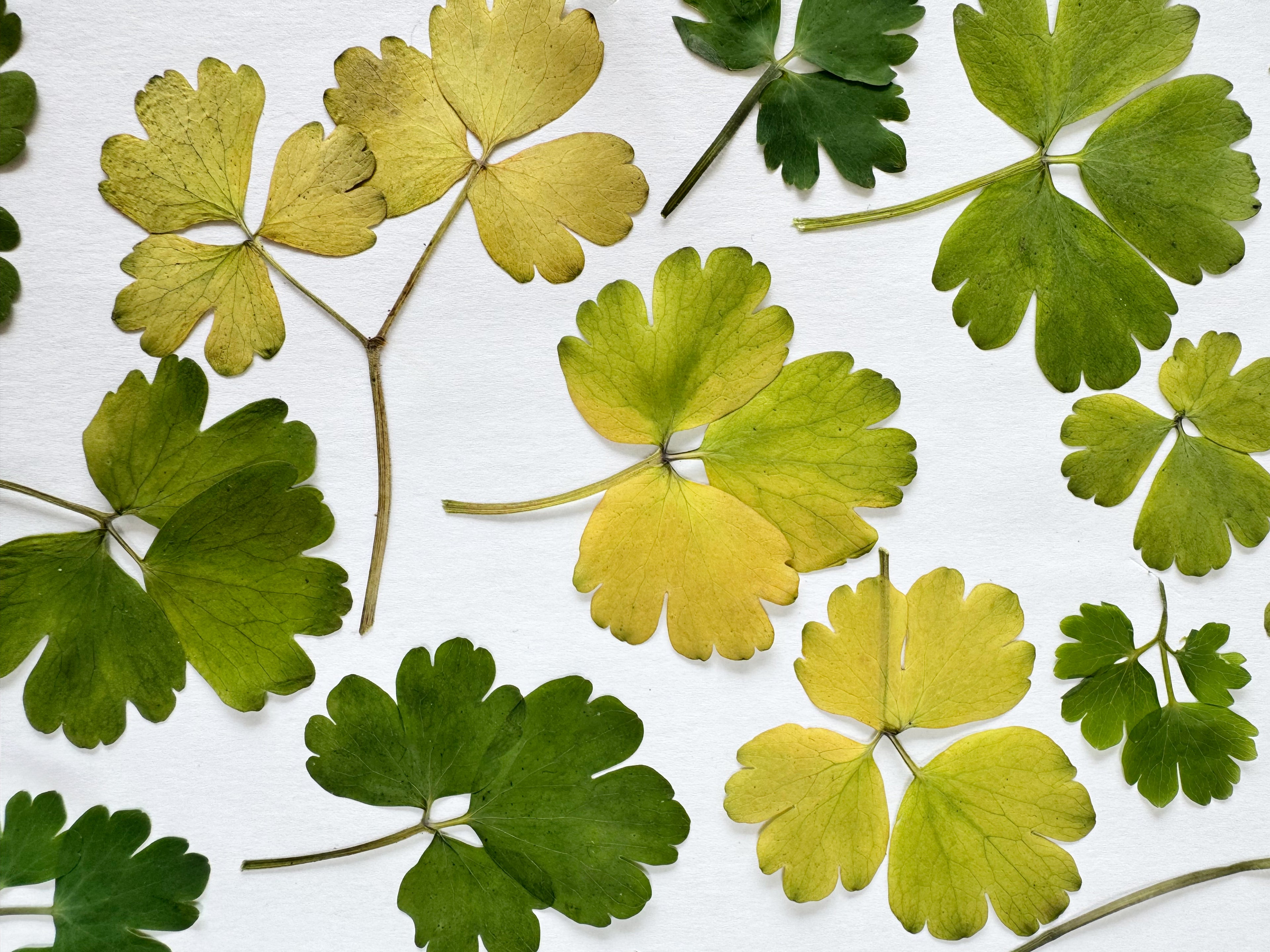 Pressed Flowers & Botanicals Atelier - August 9, 2026 - 1 to 5 PM
