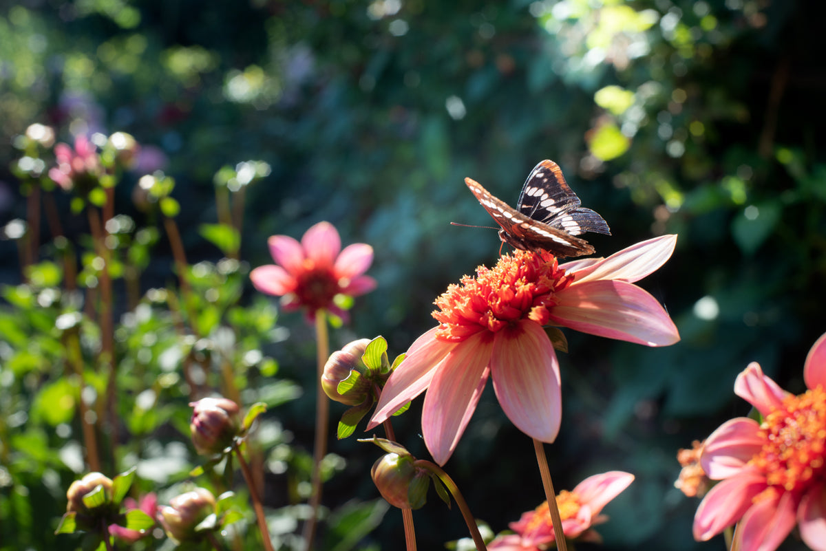 Dahlia Tubers