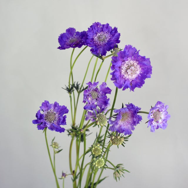 Blues, Purples & Mauves