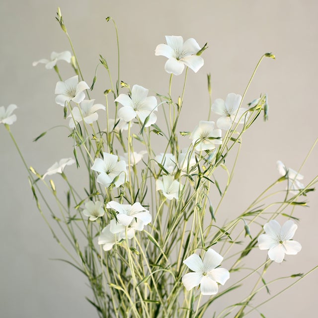 Whites