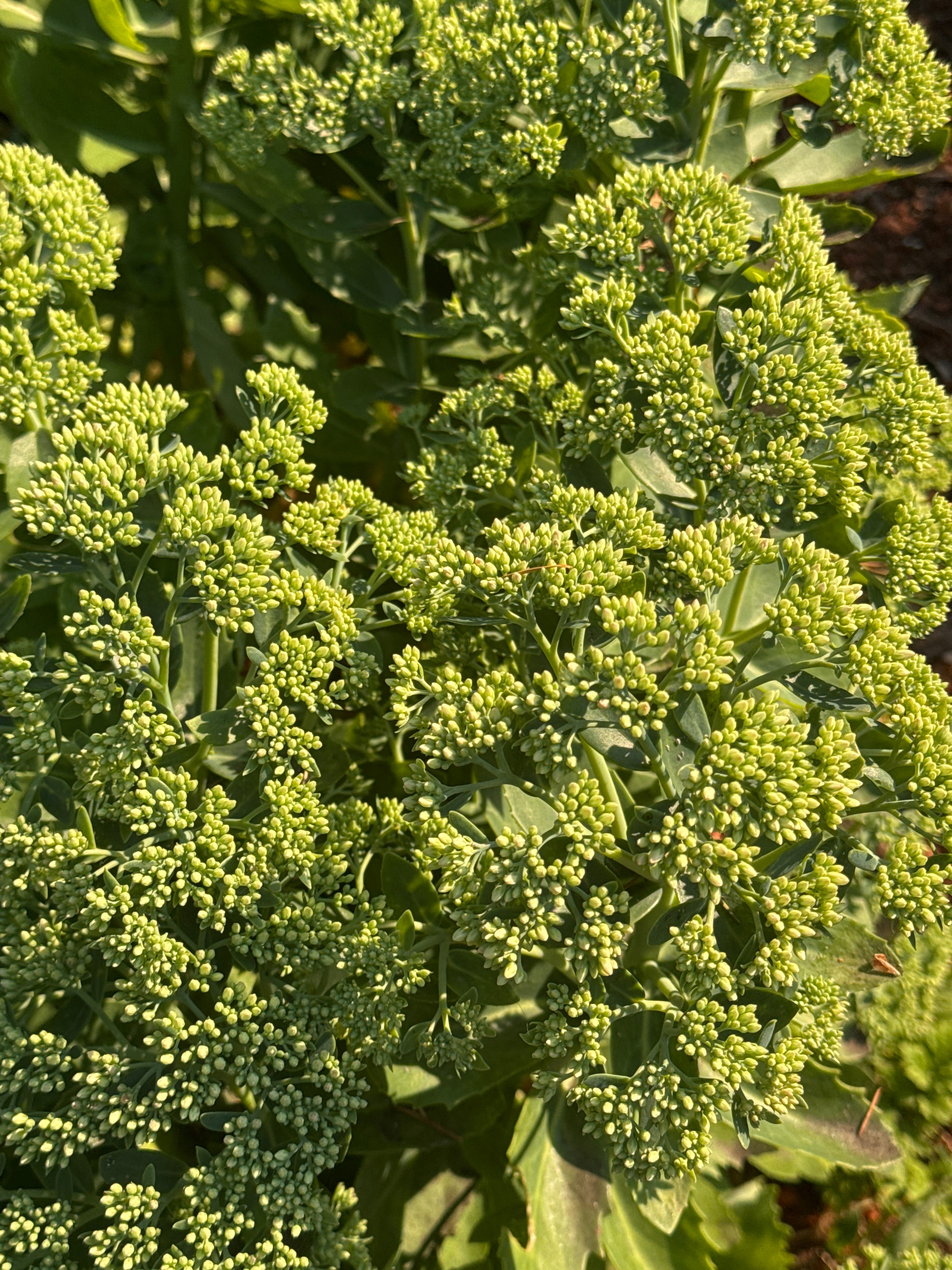 Sedum - Autumn Joy green