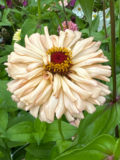 Zinnia - Golden Hour