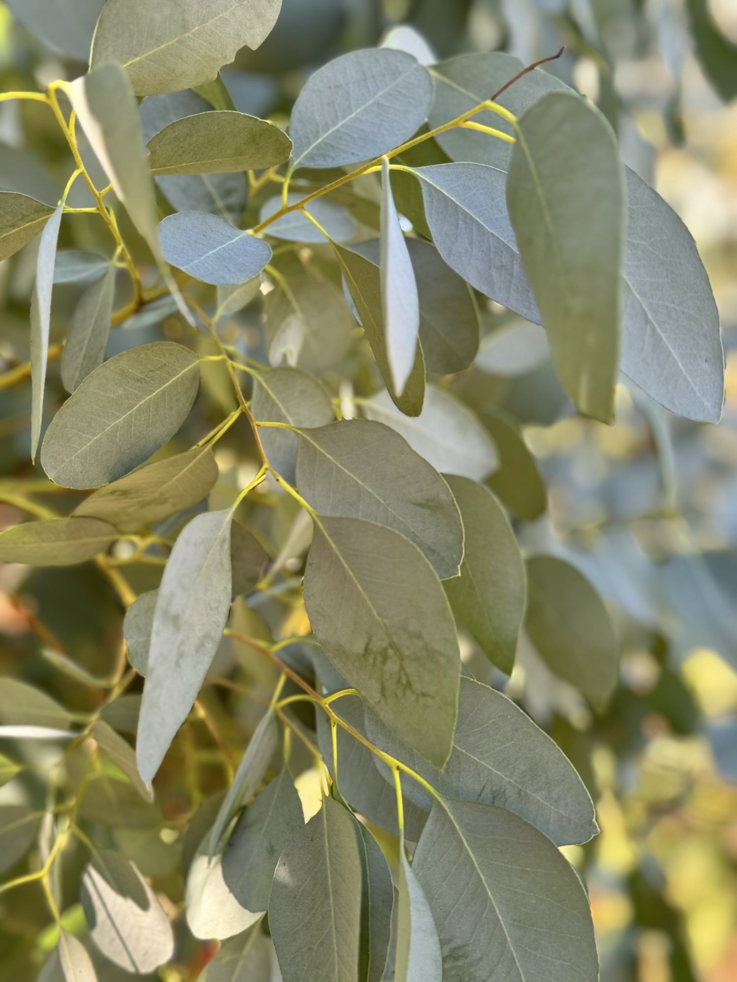 Eucalyptus - Gunnii