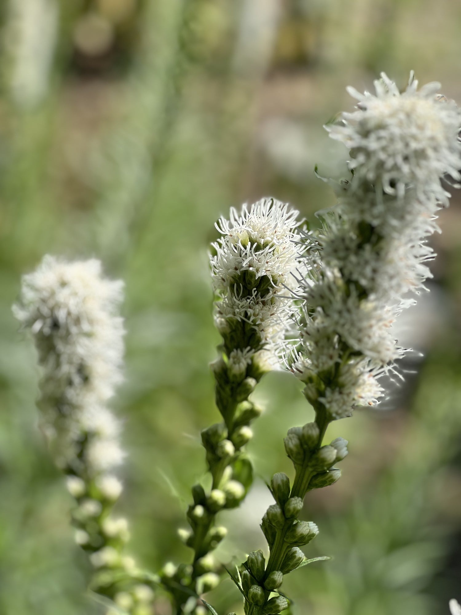 Liatris - White