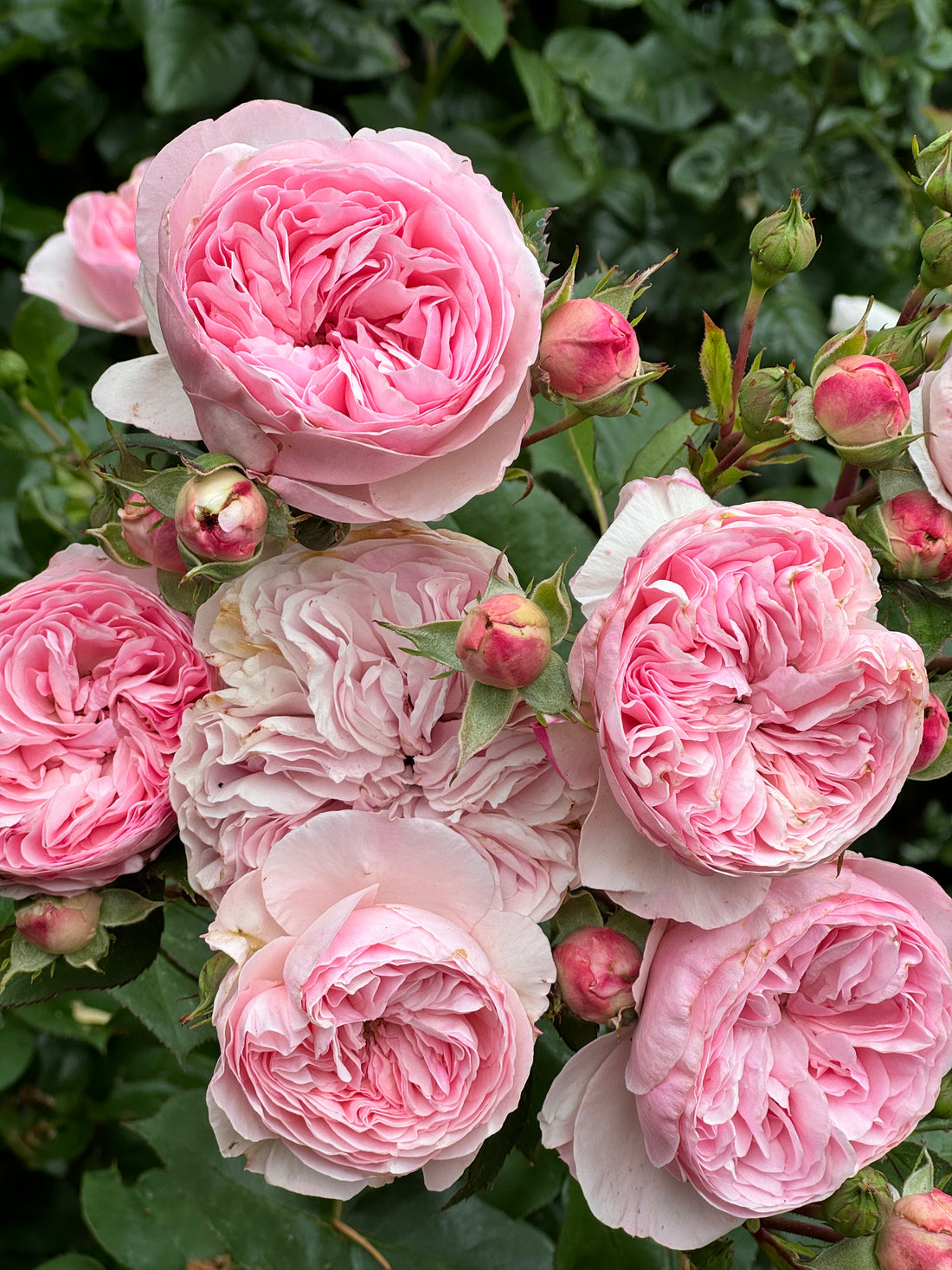 Rose - Maria Theresia