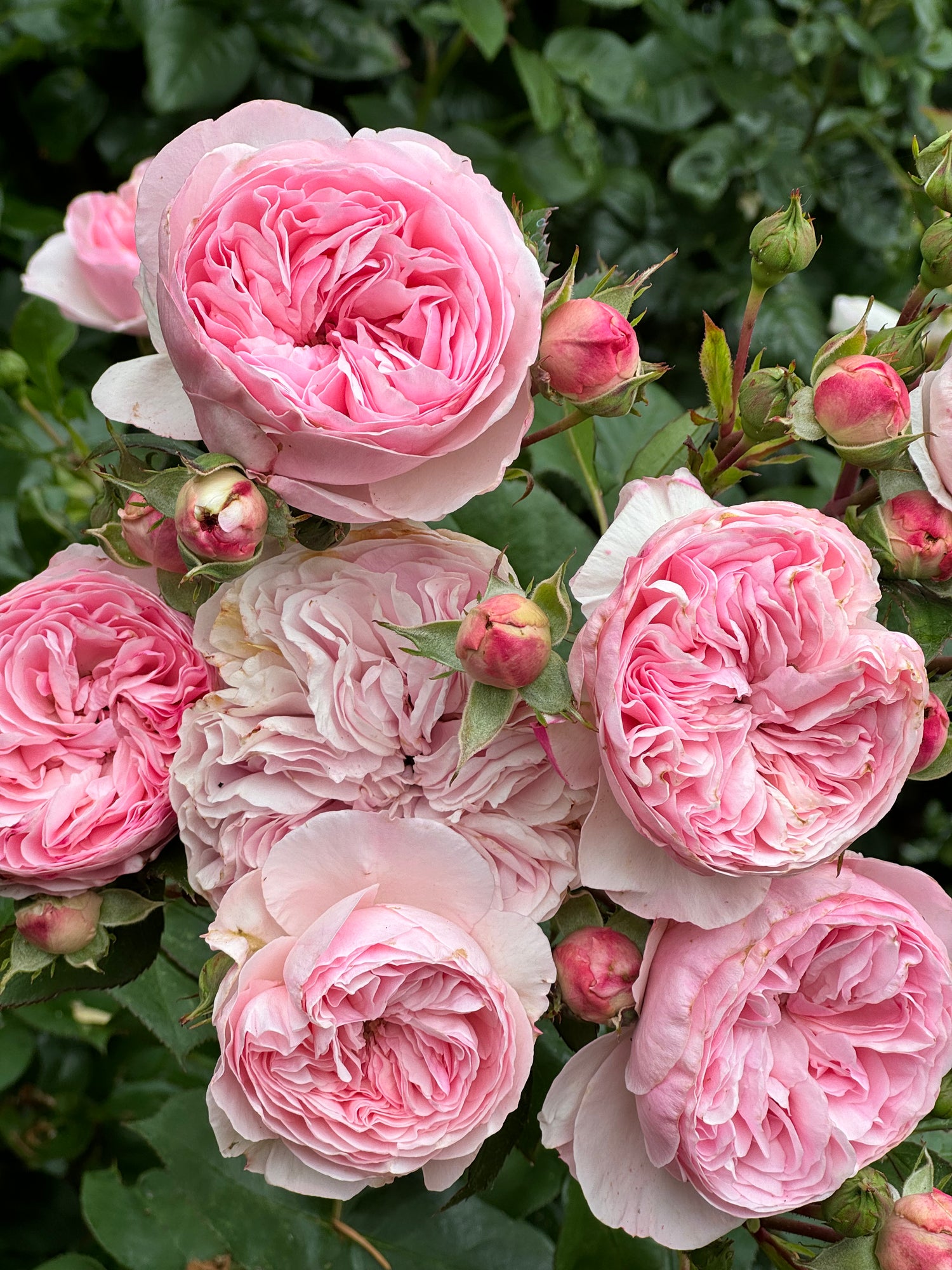 Rose - Maria Theresia