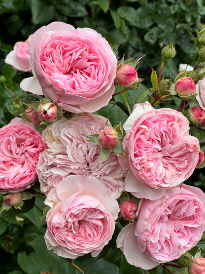 Rose - Maria Theresia