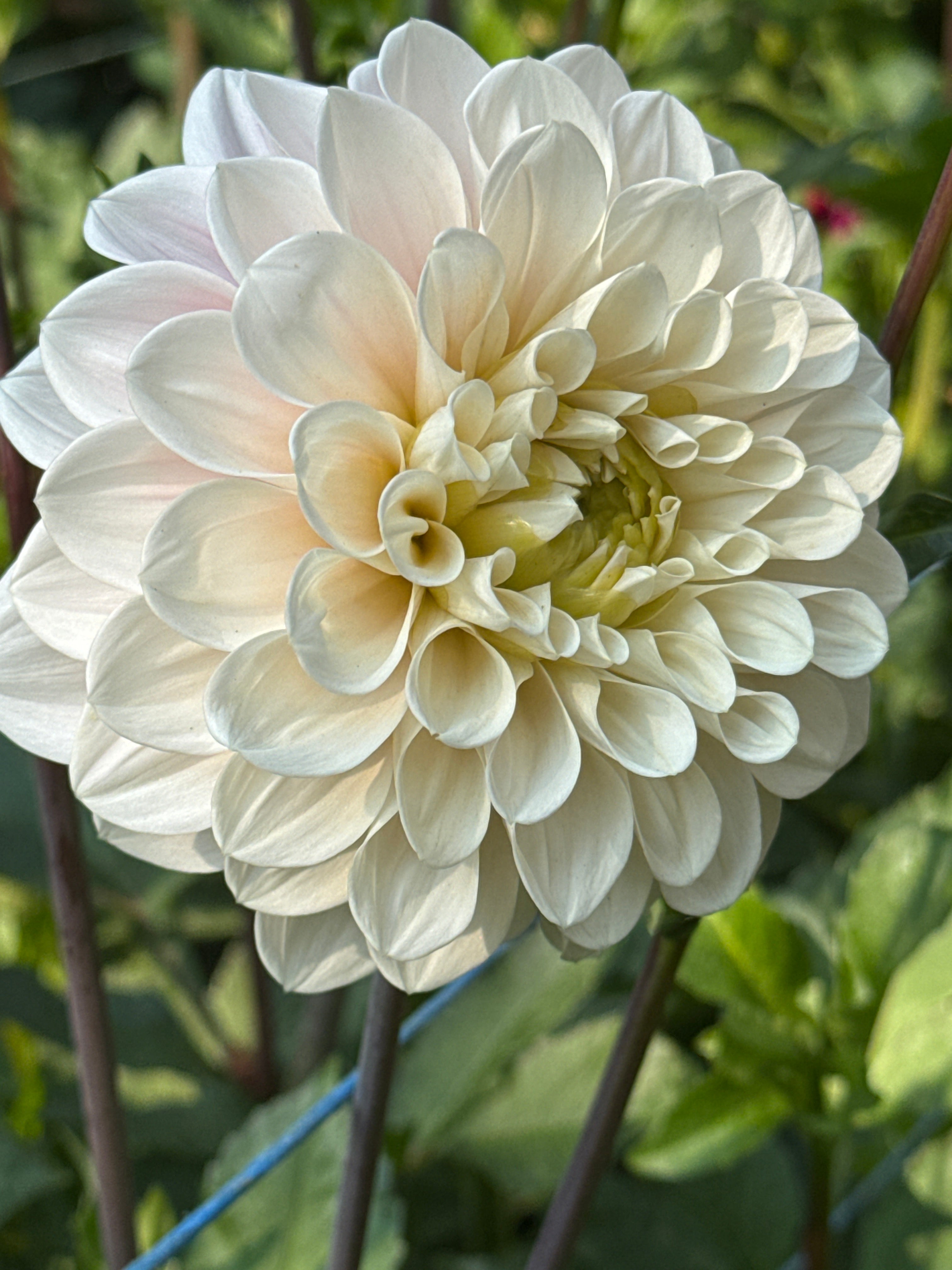 Dahlia - Sweet Nathalie