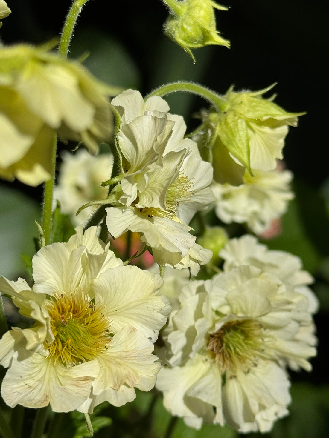Geum - white